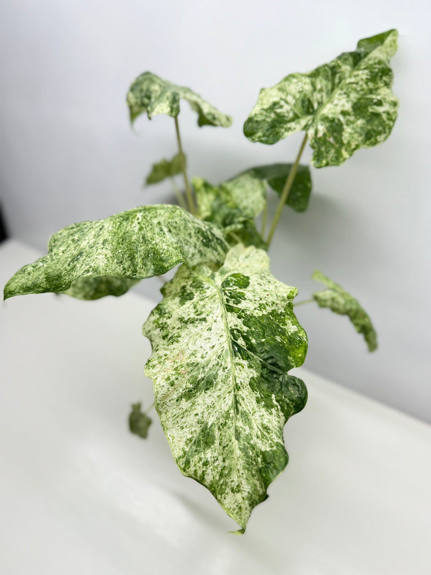 Alocasia odora Batik Variegata - Large Y25