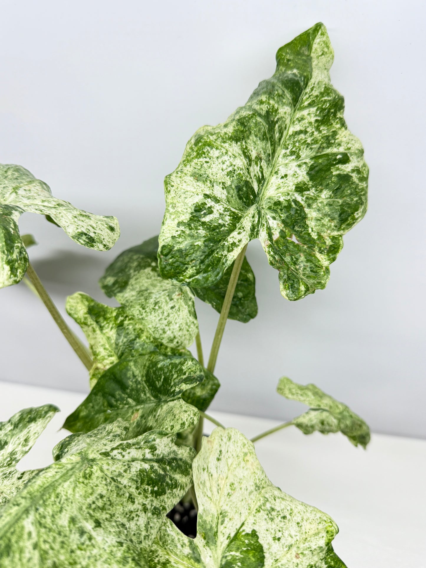 Alocasia odora Batik Variegata - Large Y25