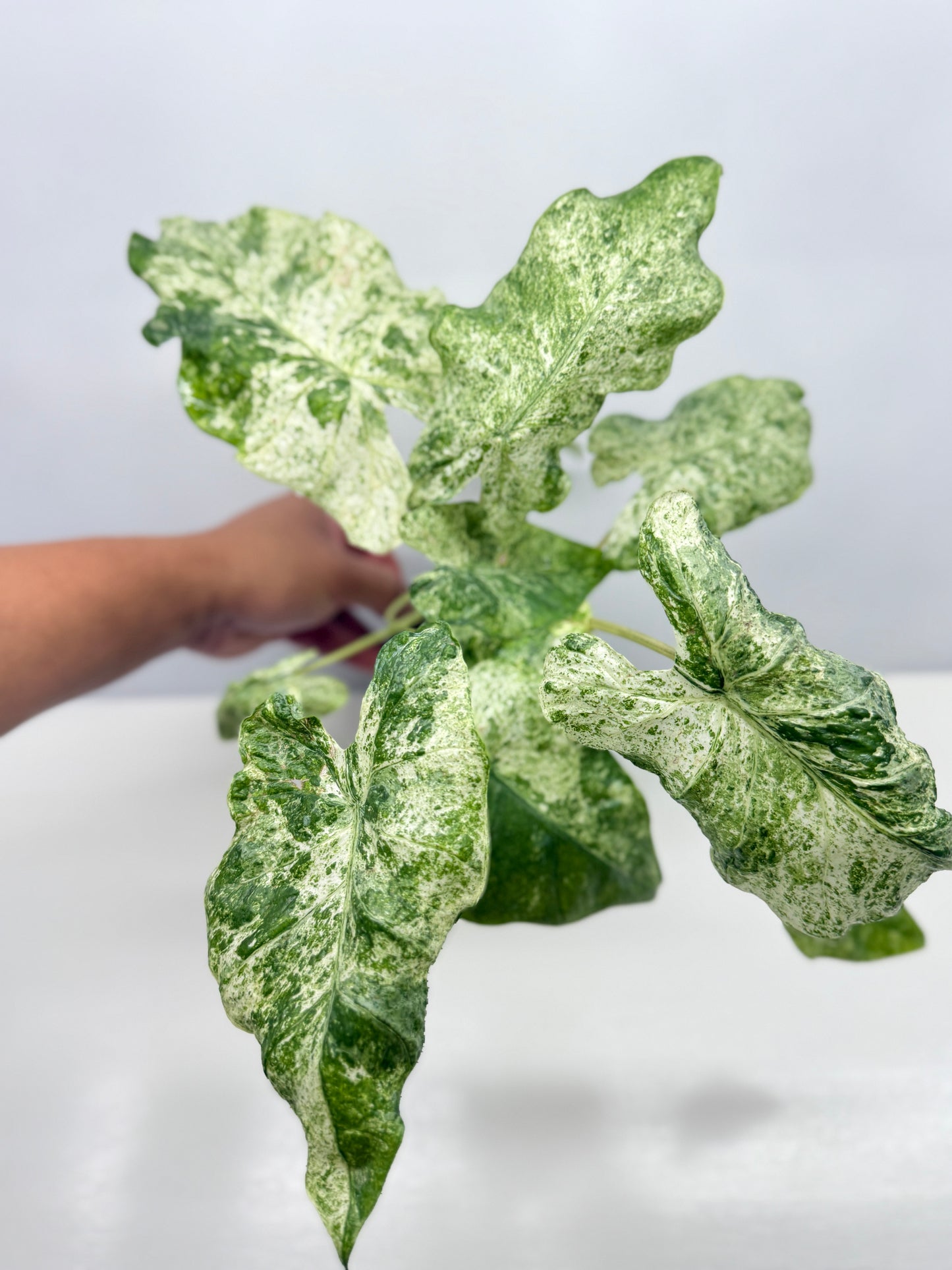 Alocasia odora Batik Variegata - Large Y25