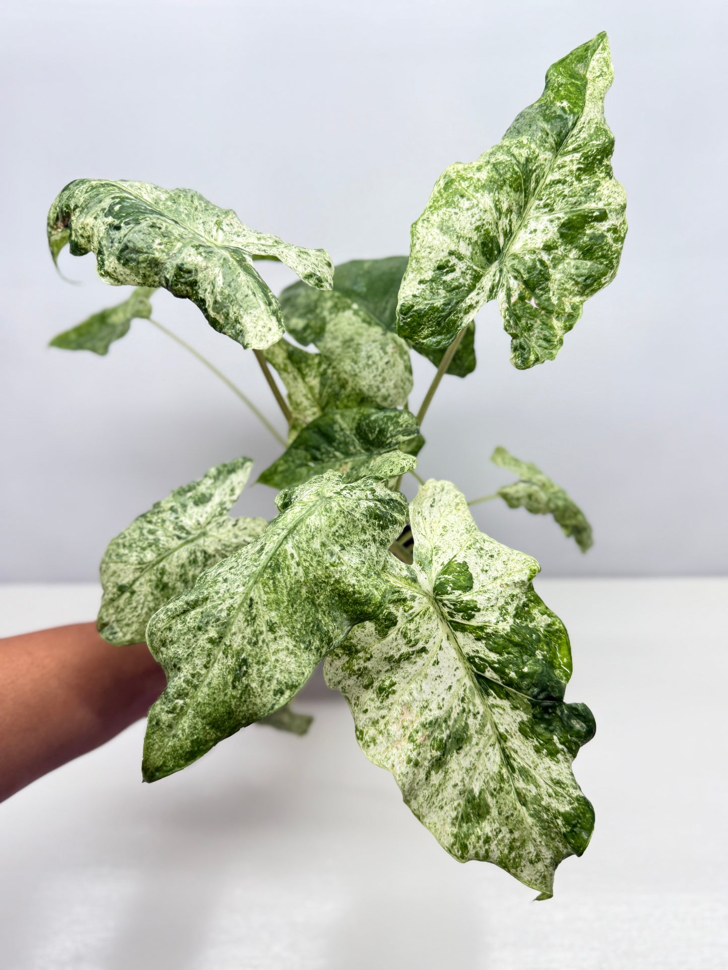 Alocasia odora Batik Variegata - Large Y25