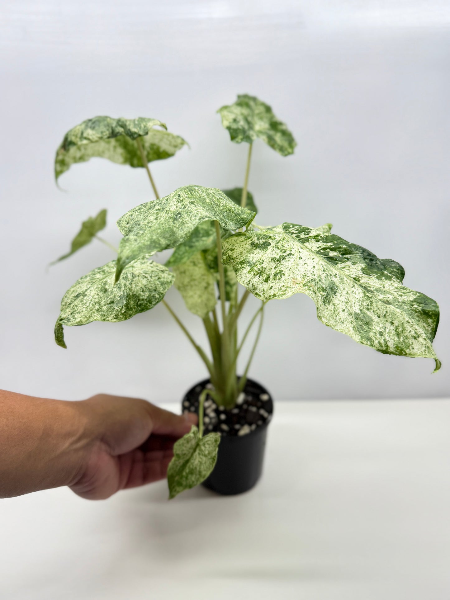 Alocasia odora Batik Variegata - Large Y25
