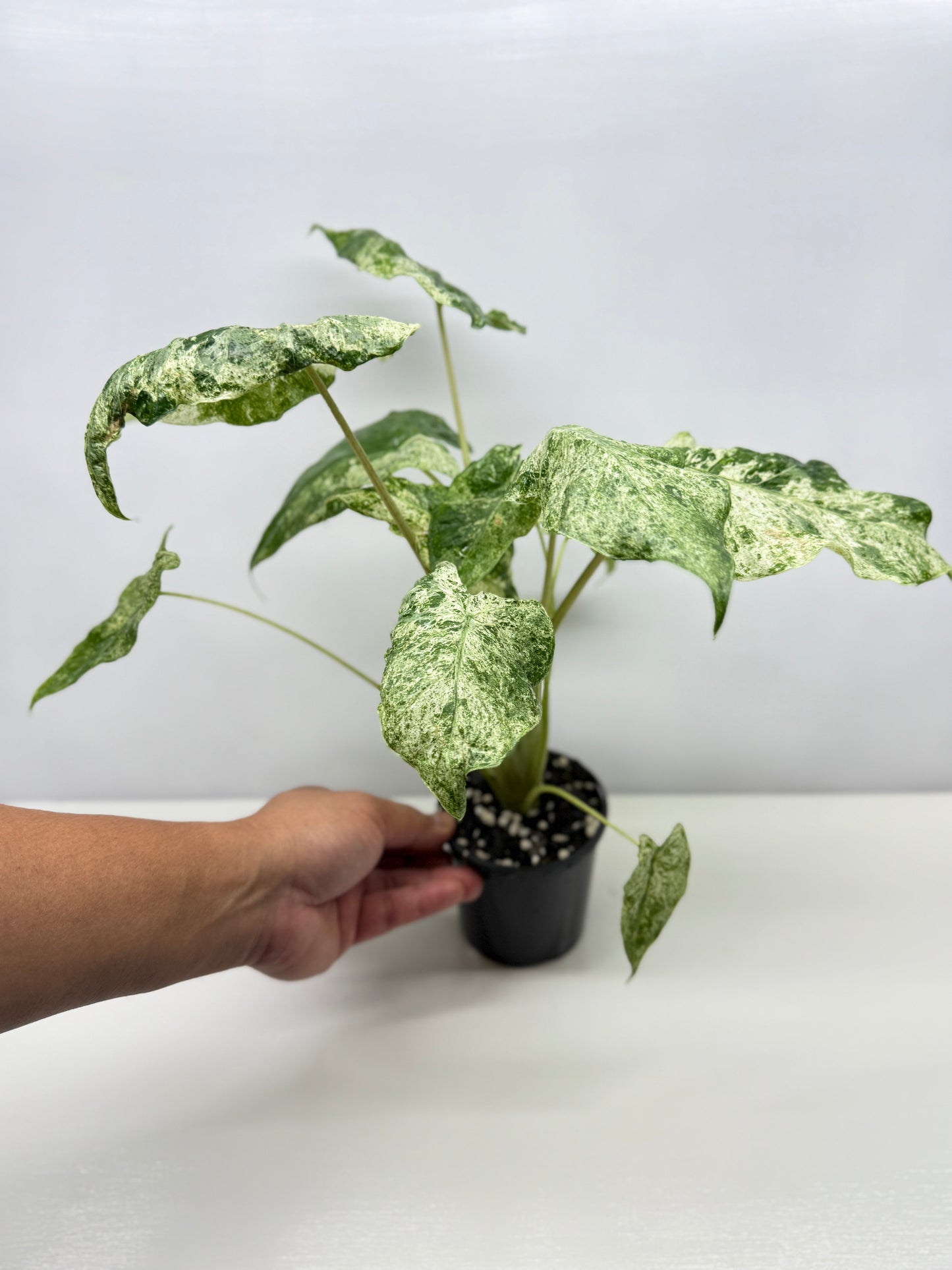 Alocasia odora Batik Variegata - Large Y25
