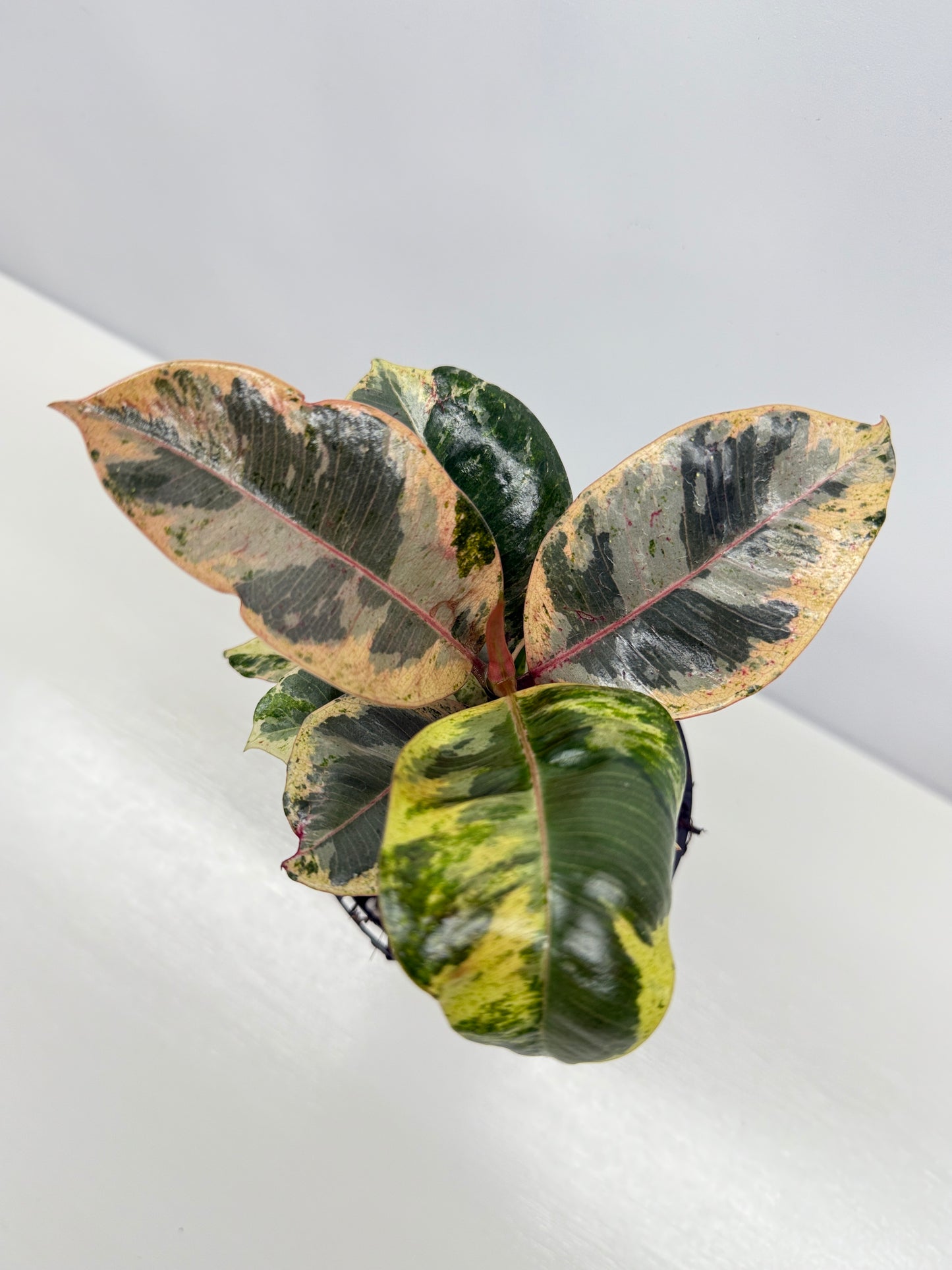 Ficus Shivereana Y22