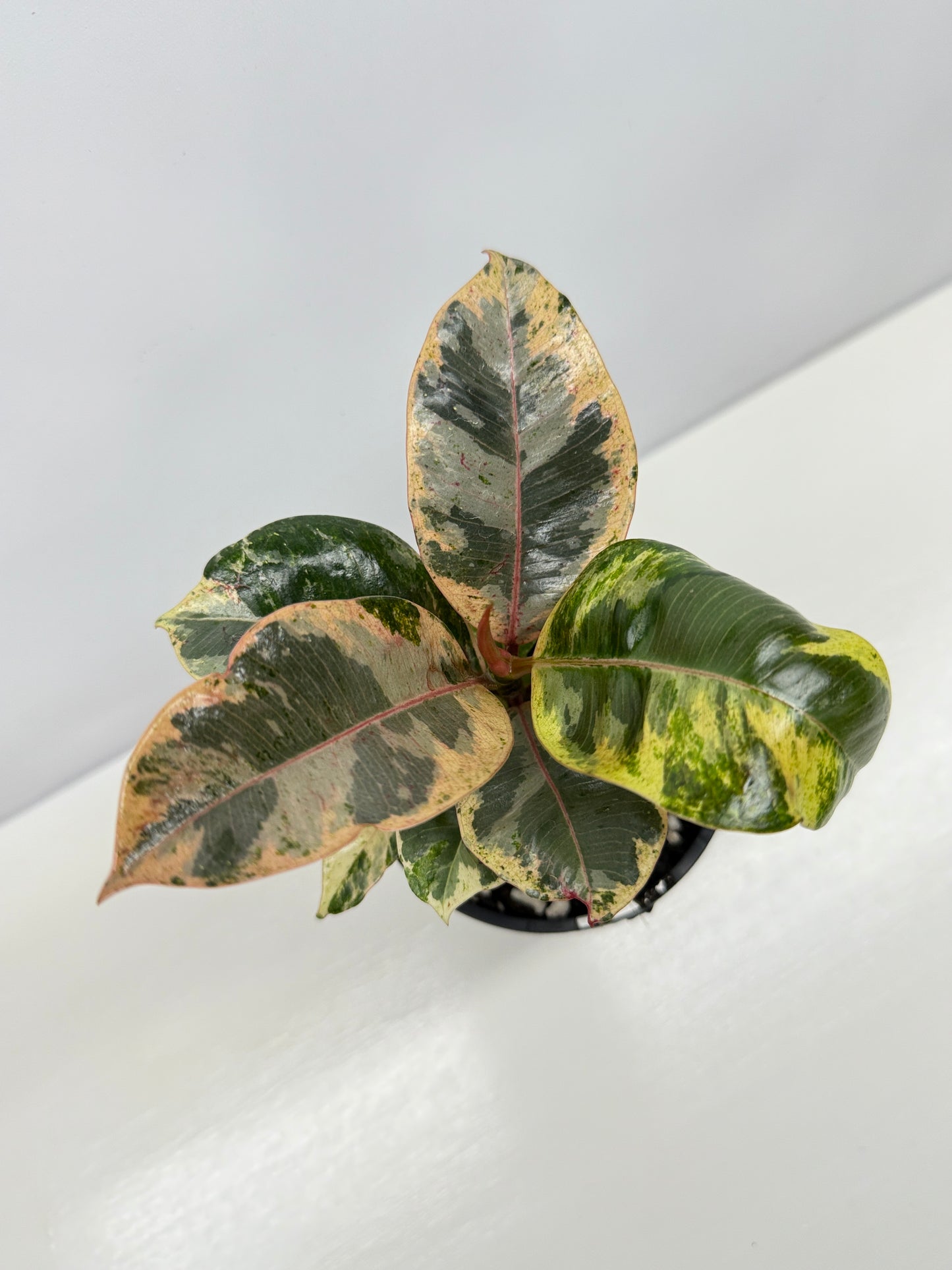 Ficus Shivereana Y22