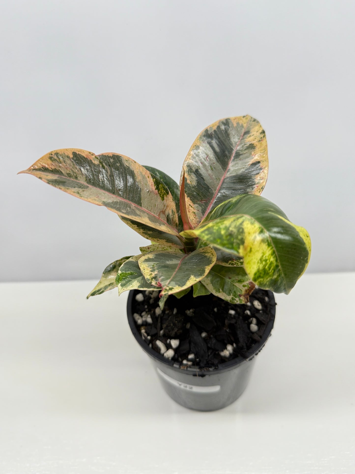 Ficus Shivereana Y22