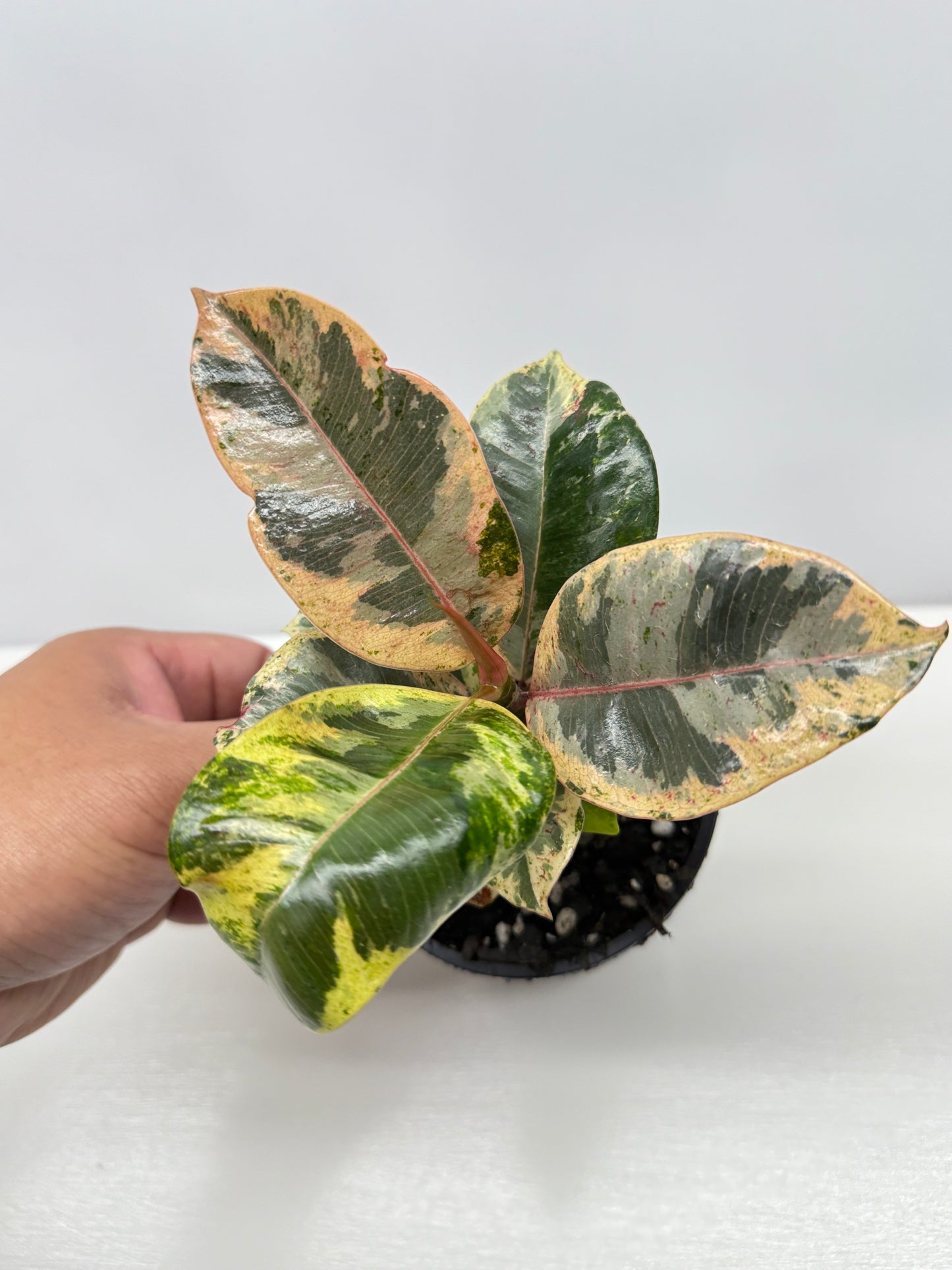 Ficus Shivereana Y22