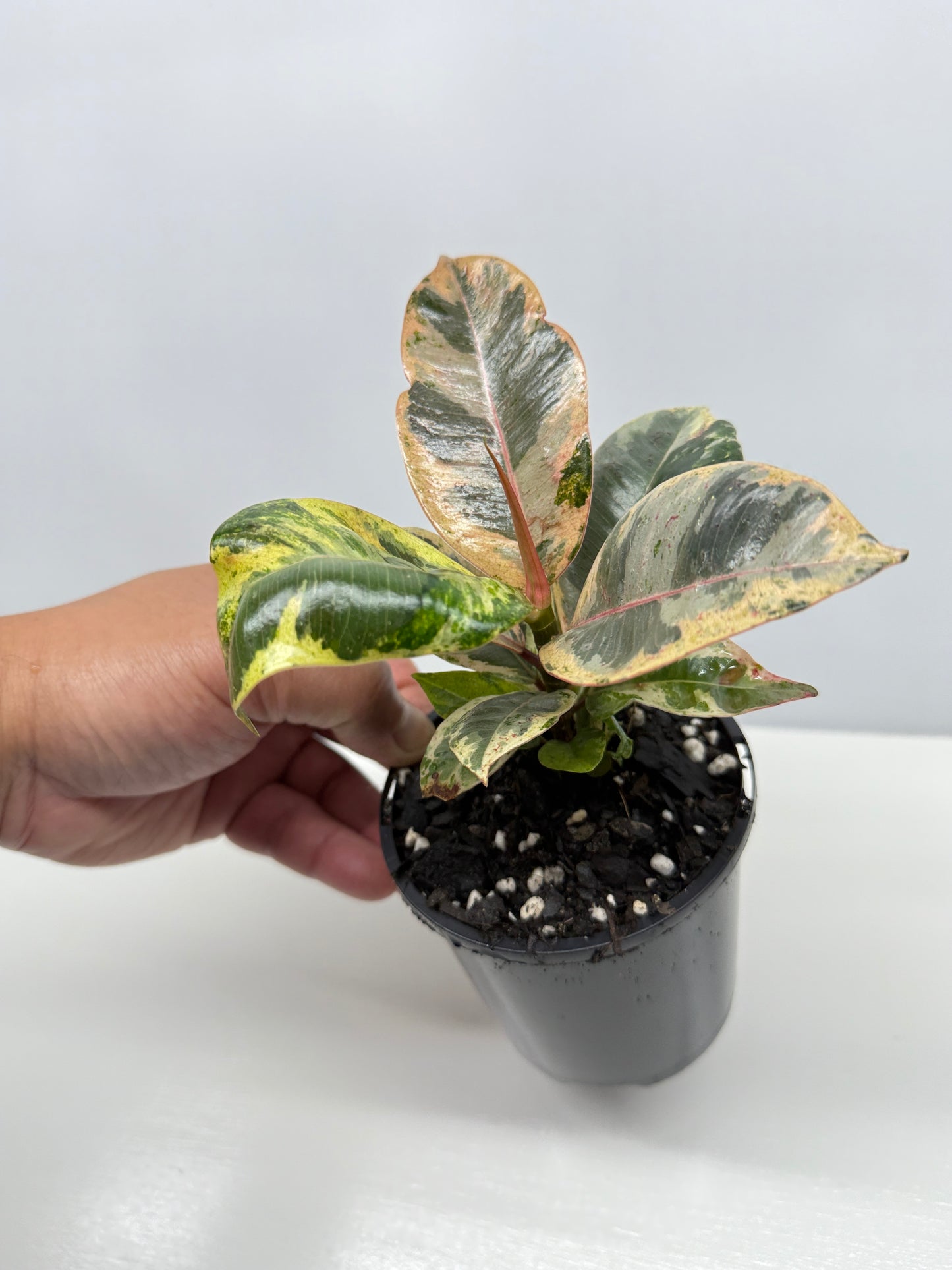 Ficus Shivereana Y22