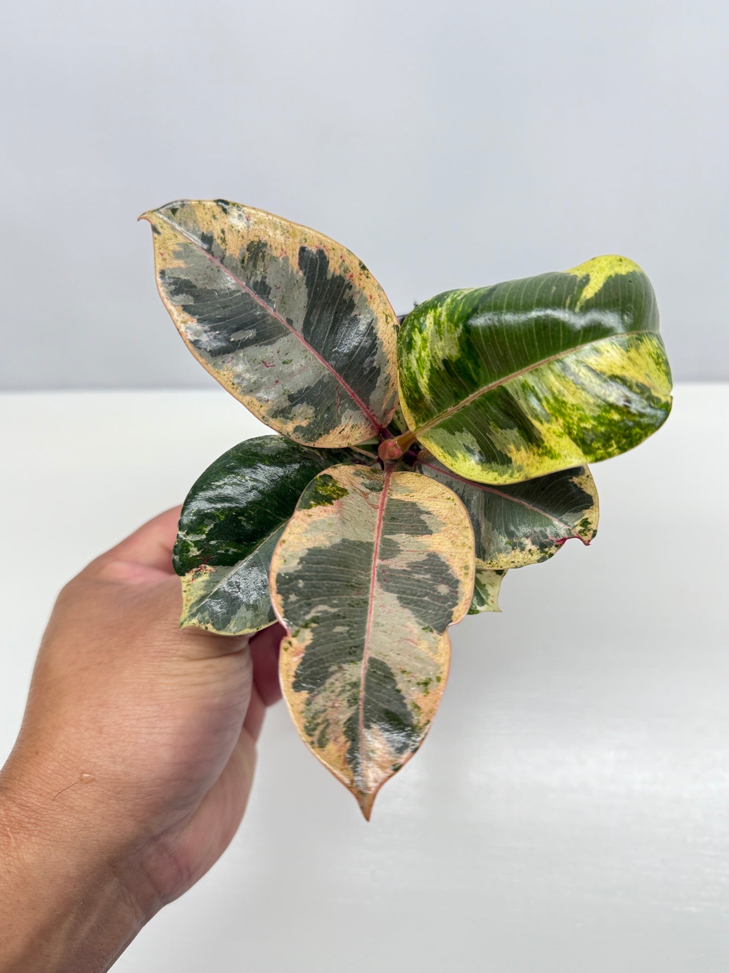 Ficus Shivereana Y22