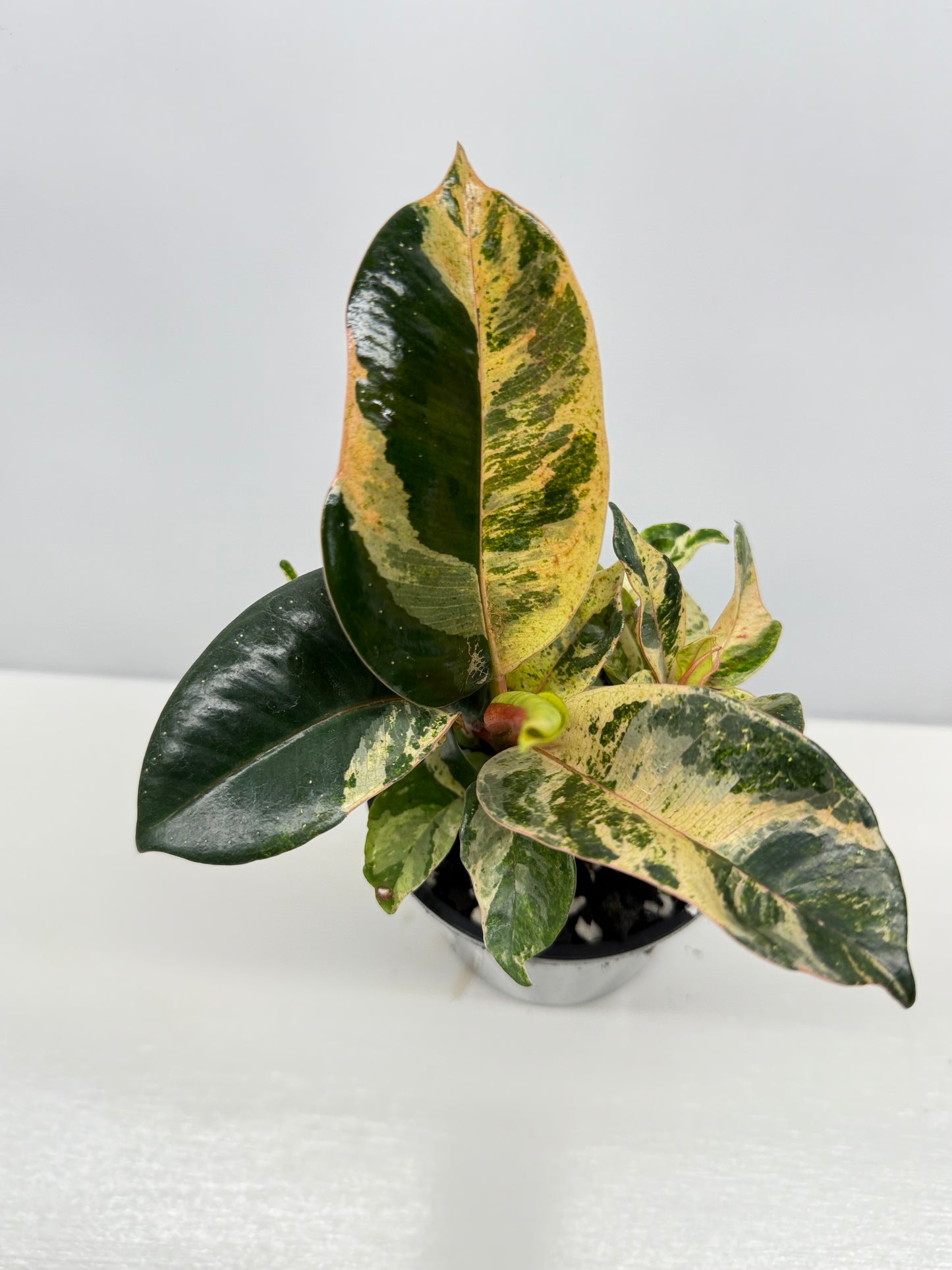 Ficus Shivereana Y23