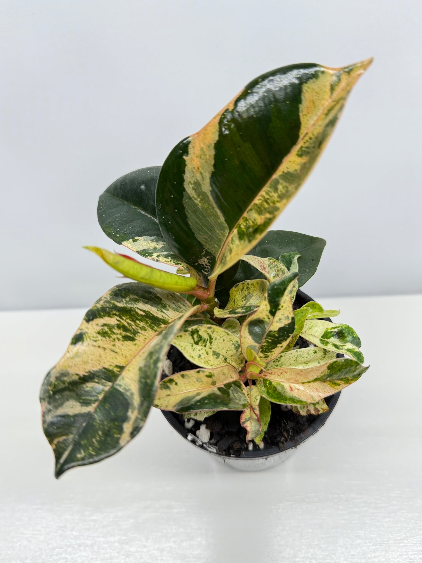Ficus Shivereana Y23