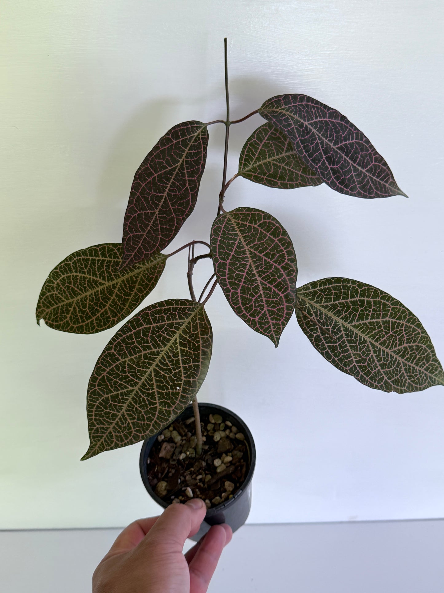 Prestonia quinquangularis Dogbane B41
