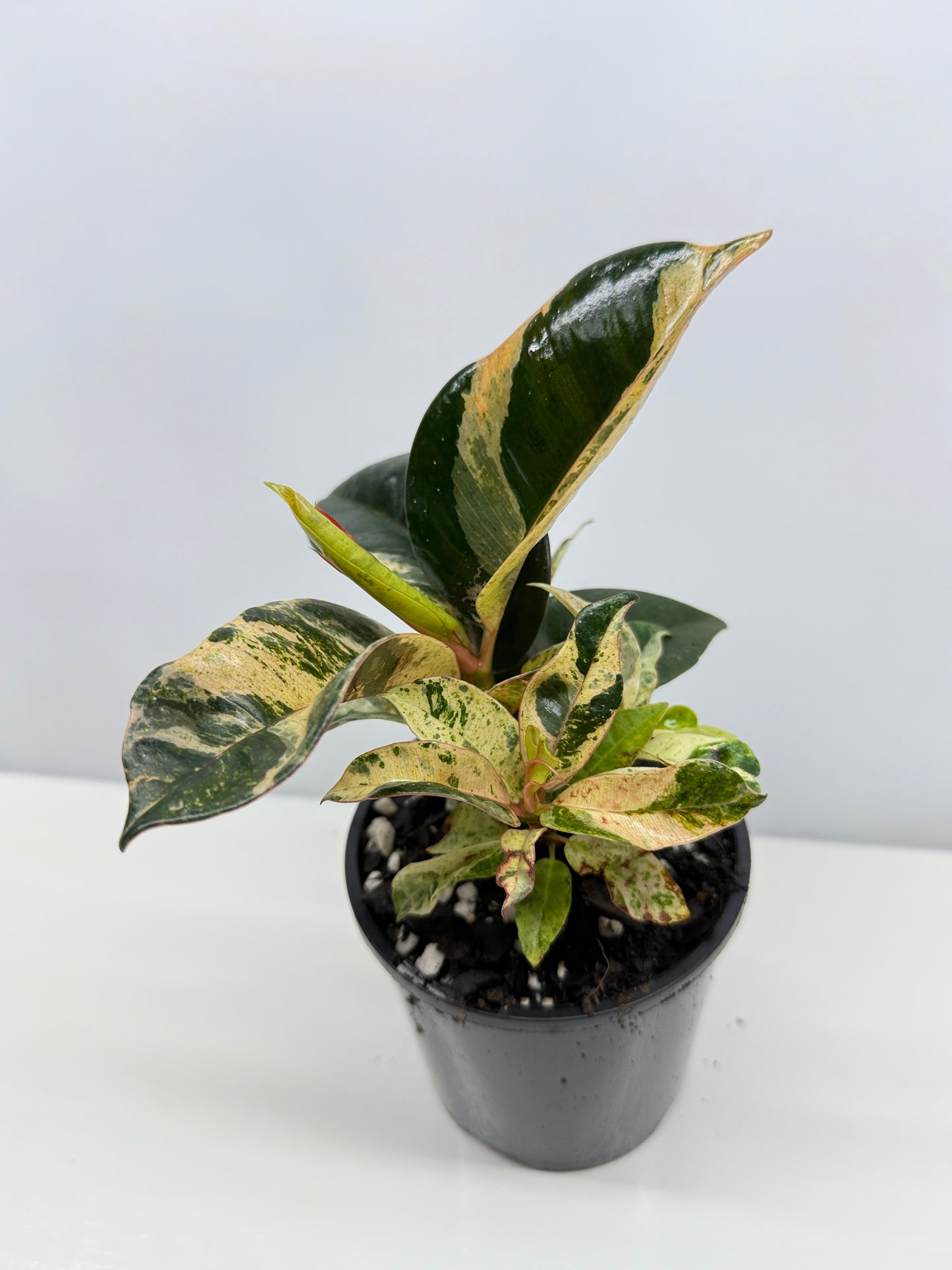Ficus Shivereana Y23