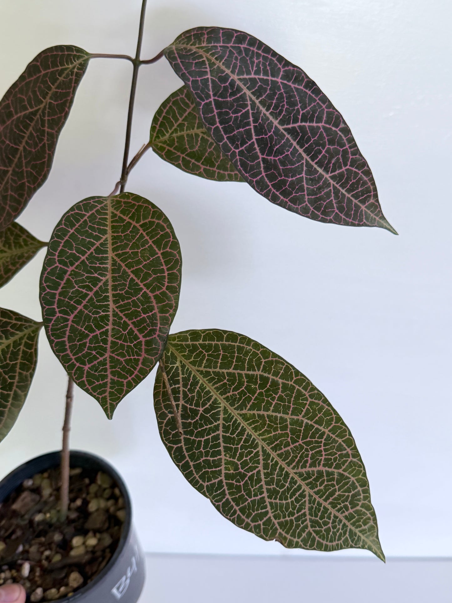 Prestonia quinquangularis Dogbane B41