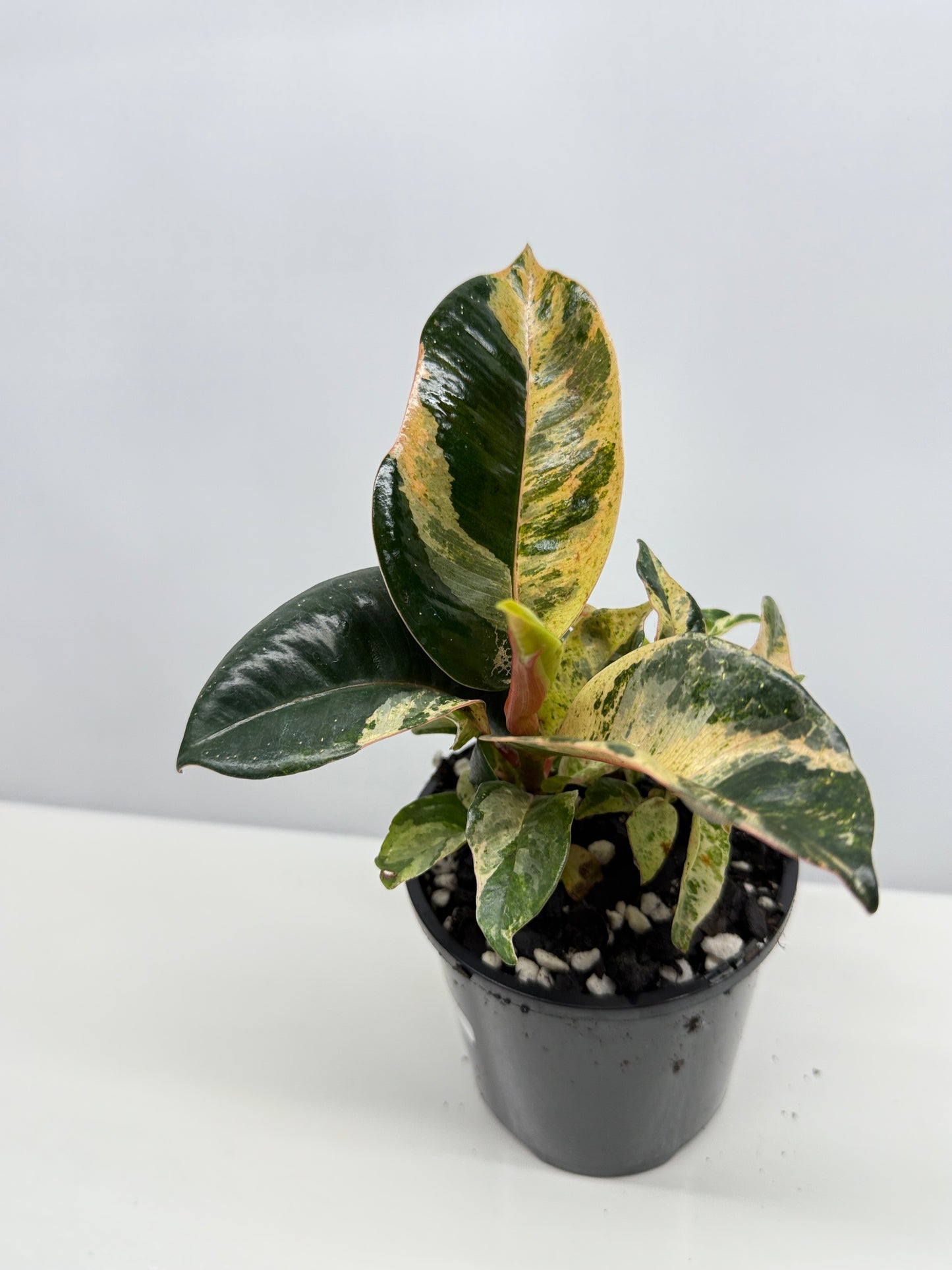 Ficus Shivereana Y23