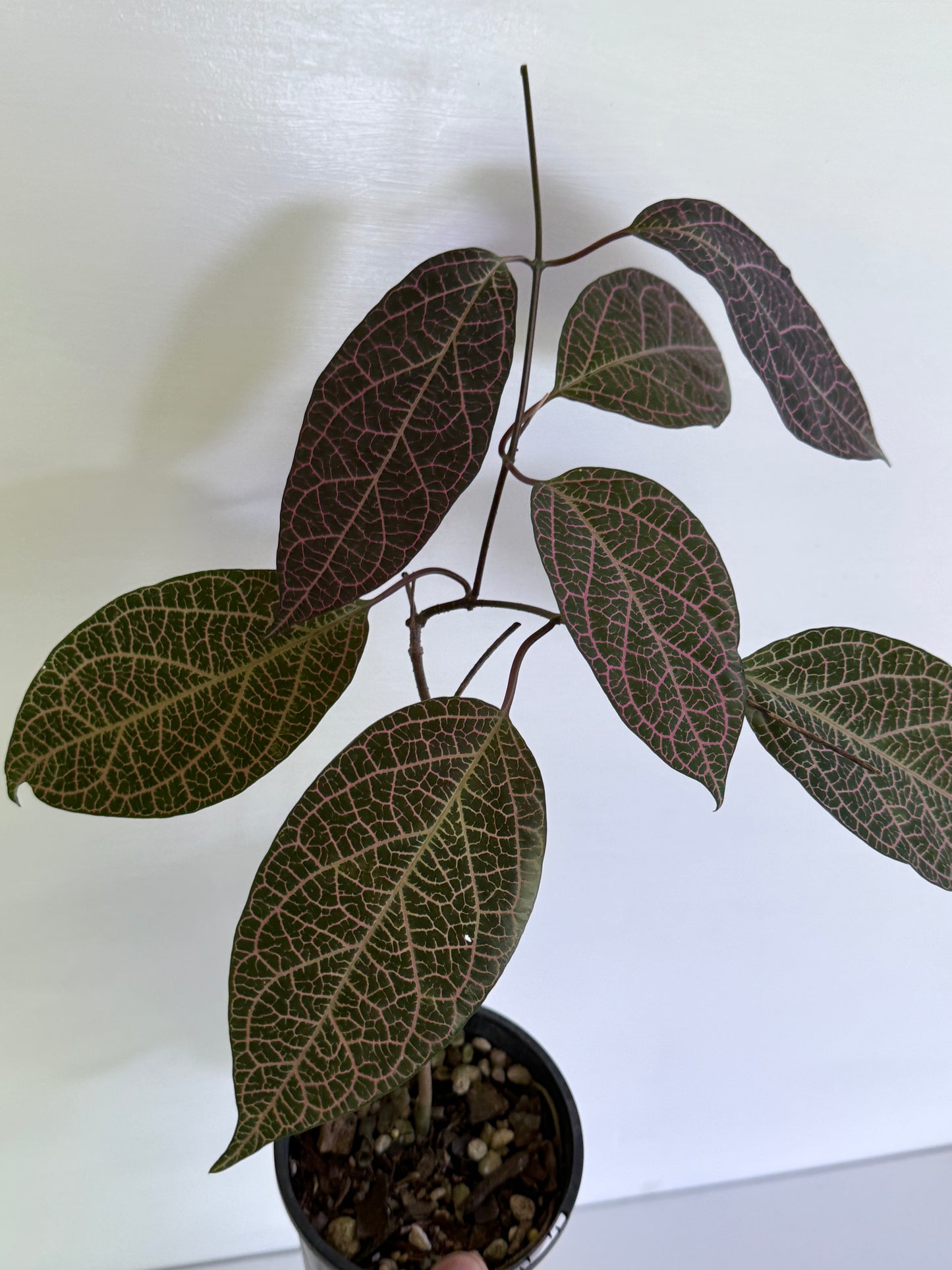 Prestonia quinquangularis Dogbane B41