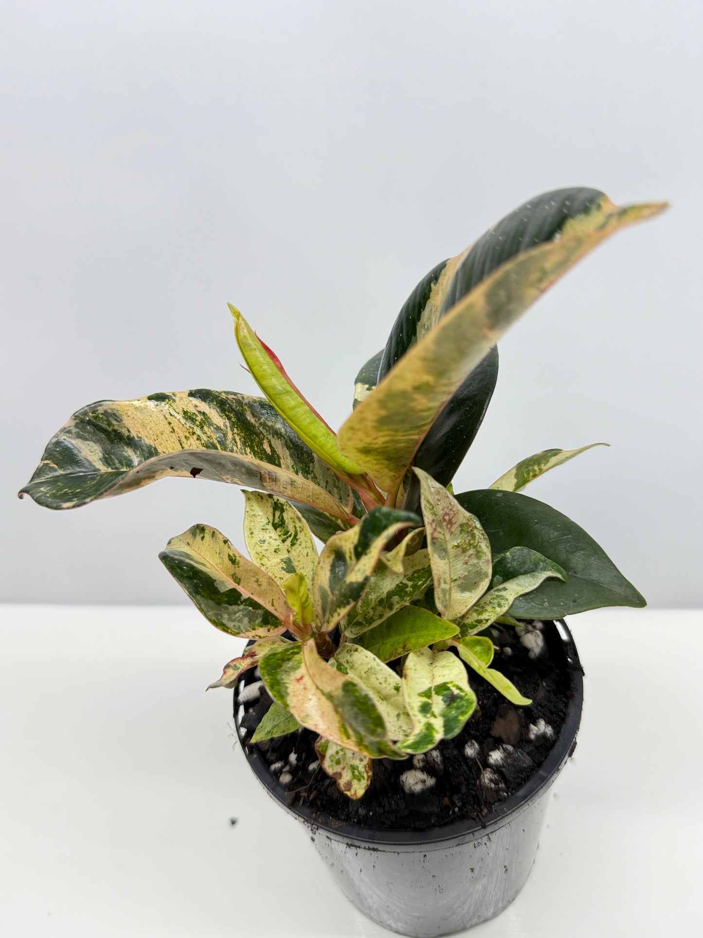 Ficus Shivereana Y23
