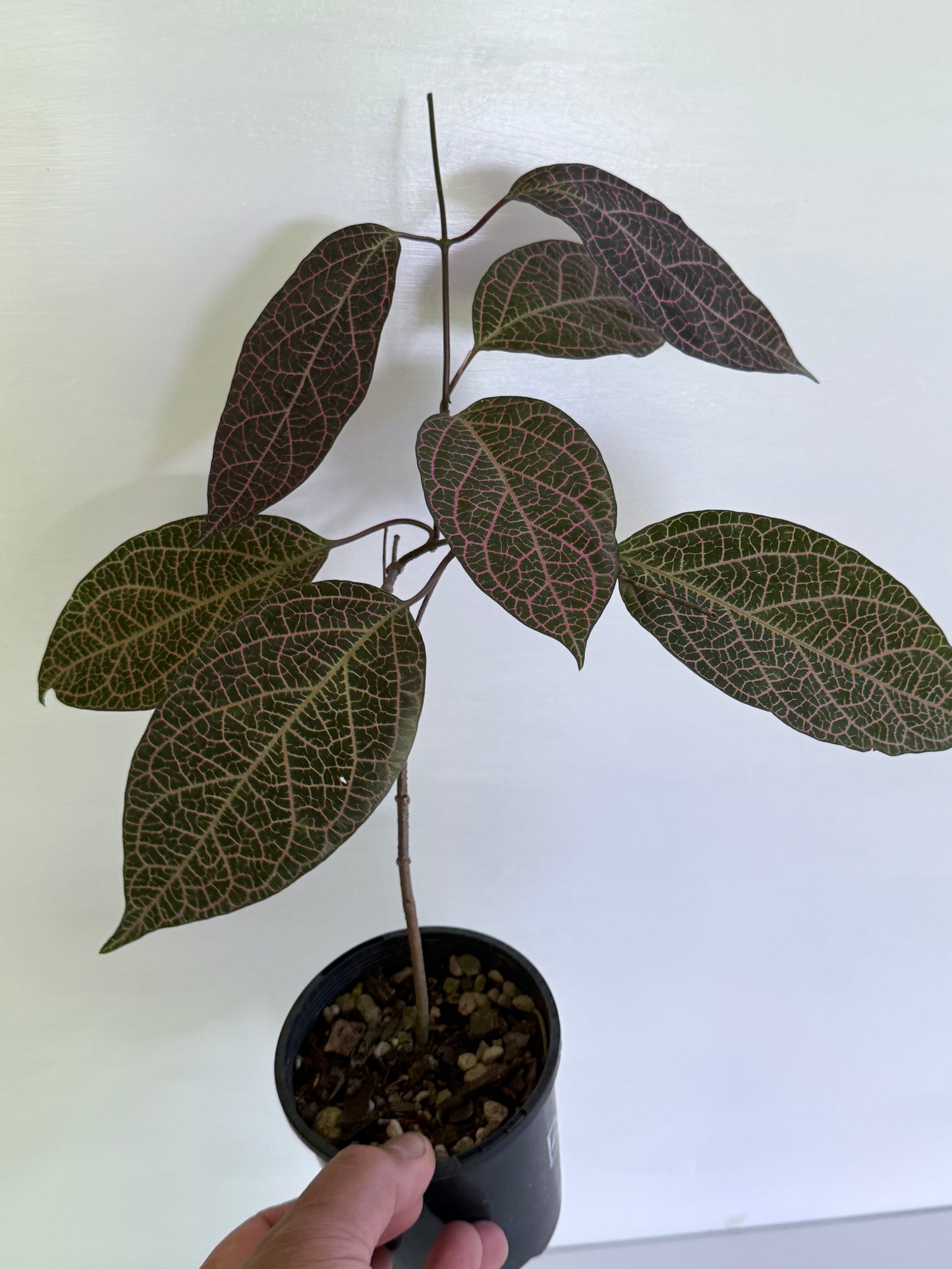 Prestonia quinquangularis Dogbane B41