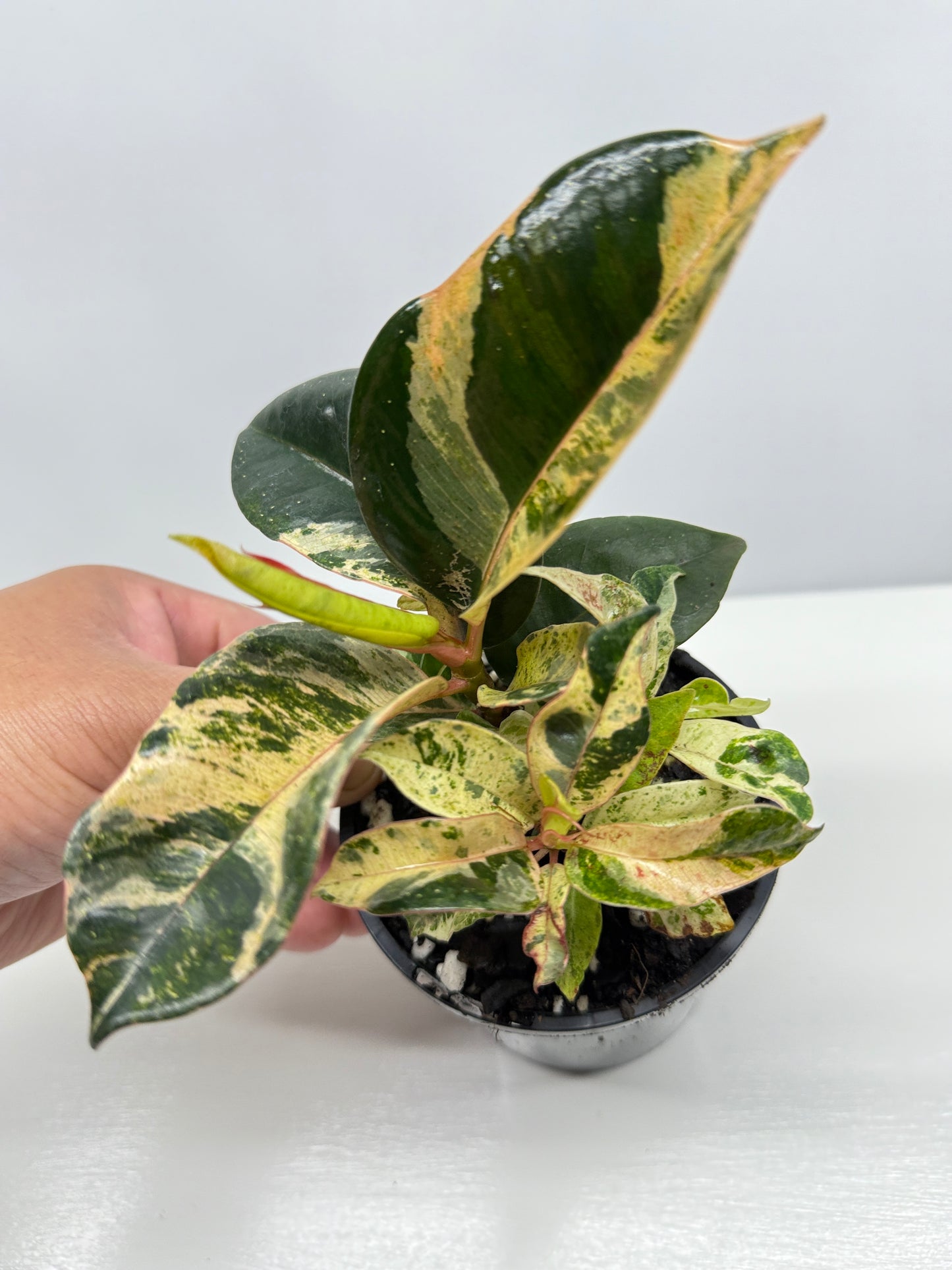 Ficus Shivereana Y23