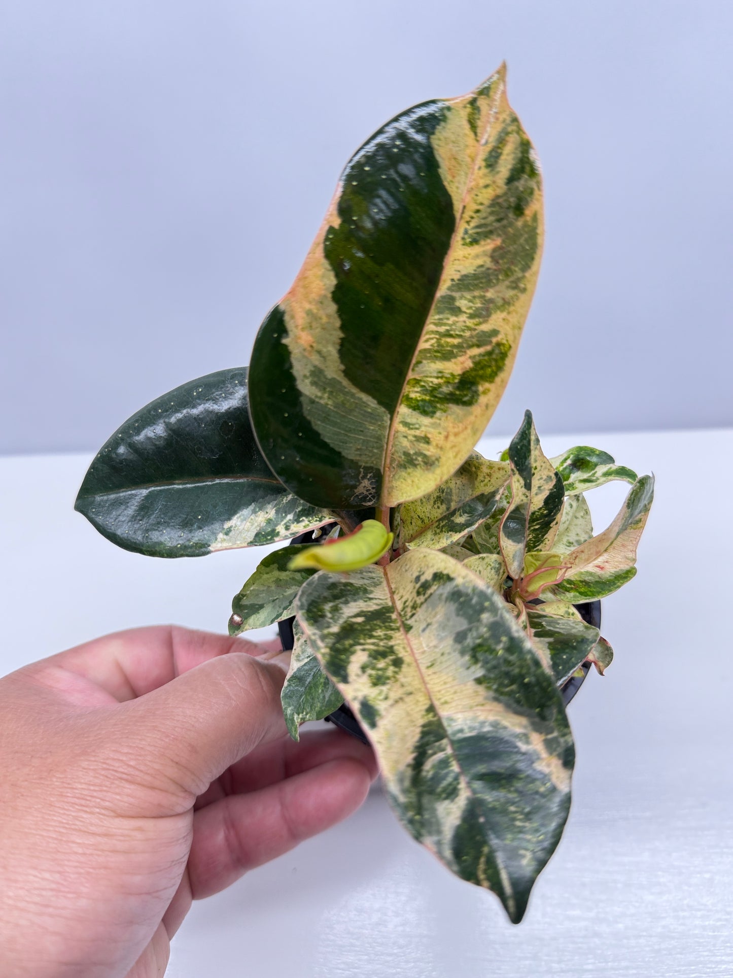 Ficus Shivereana Y23