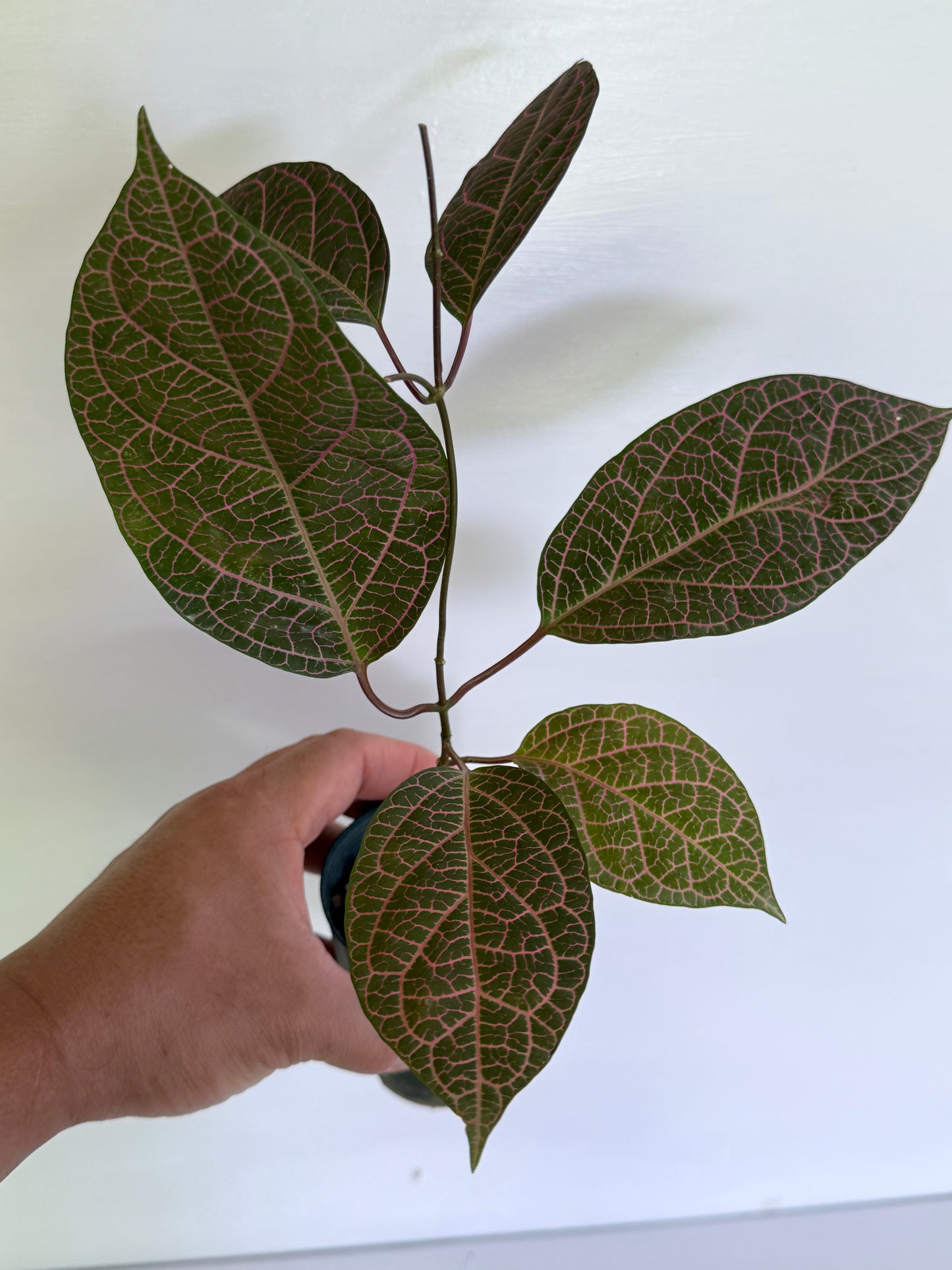 Prestonia quinquangularis Dogbane H47