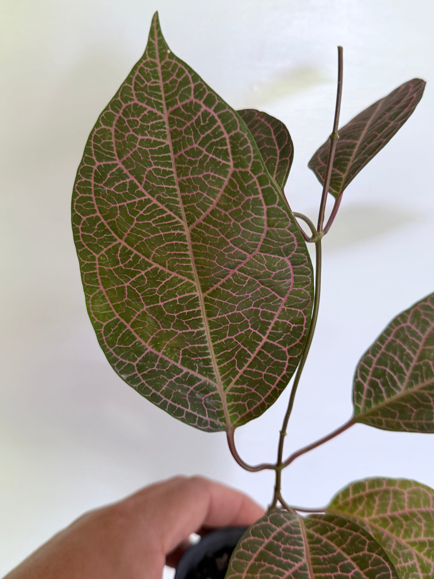 Prestonia quinquangularis Dogbane H47