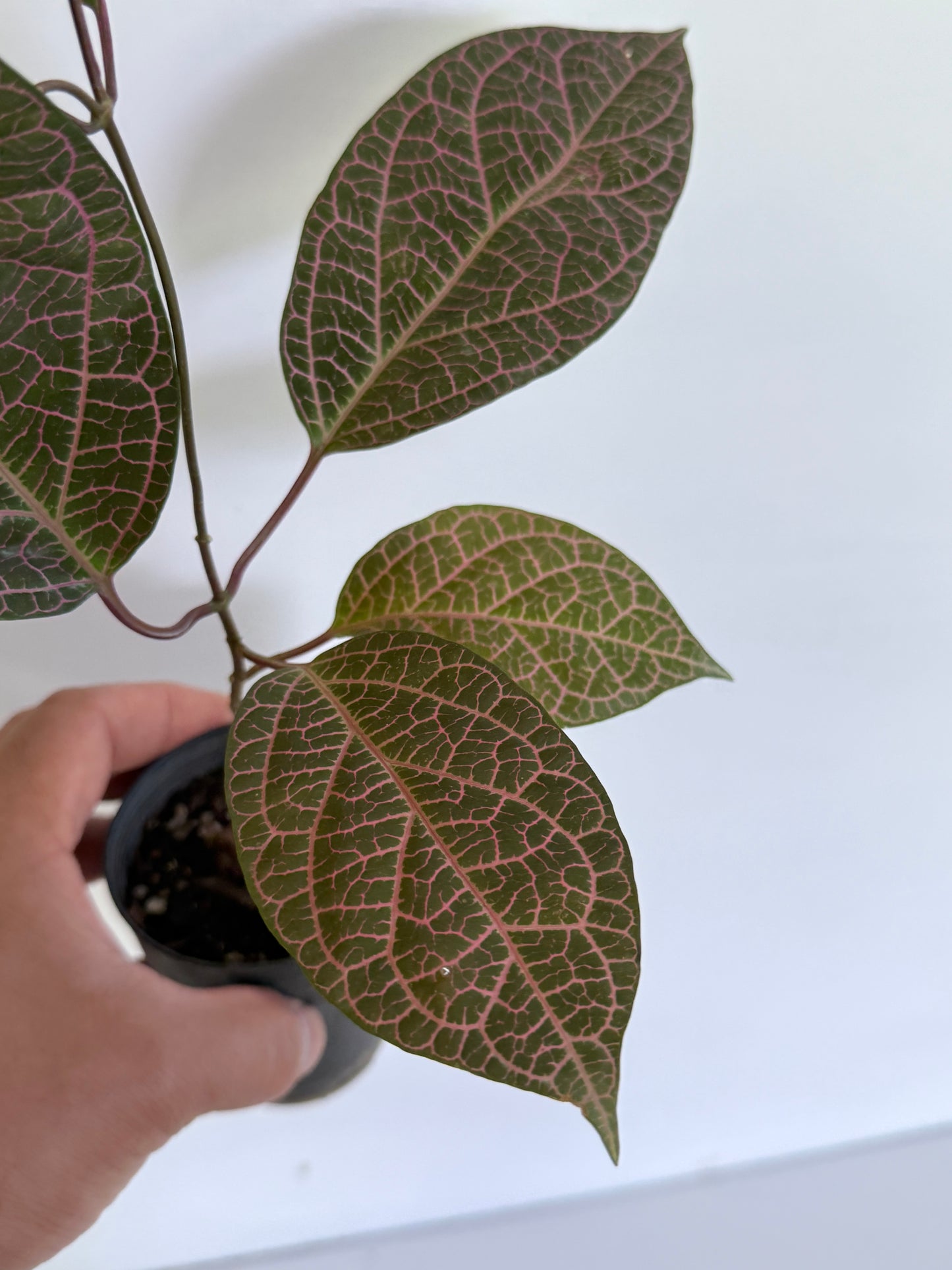 Prestonia quinquangularis Dogbane H47