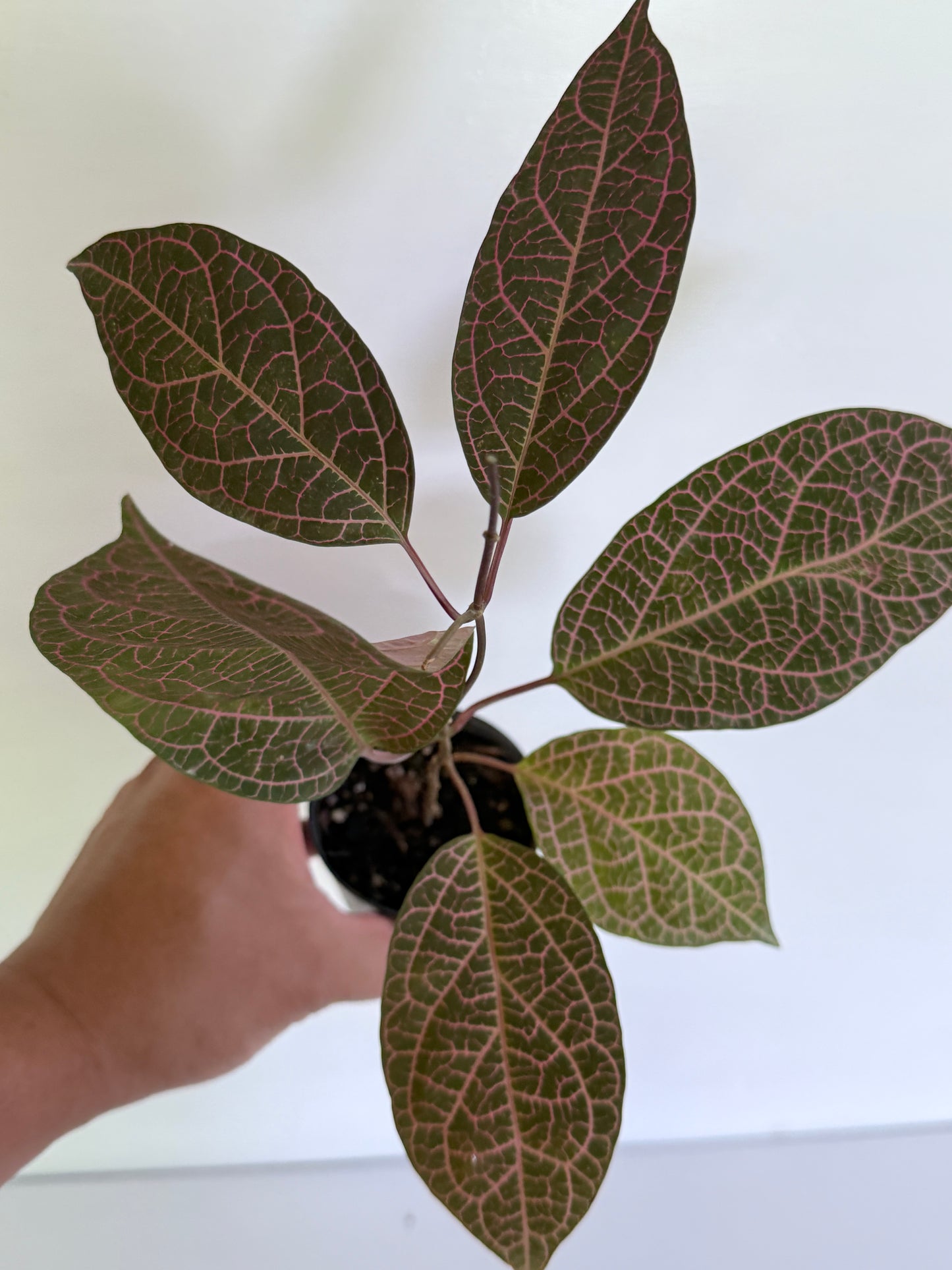 Prestonia quinquangularis Dogbane H47