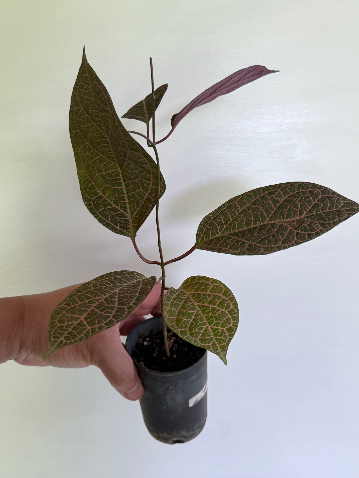 Prestonia quinquangularis Dogbane H47