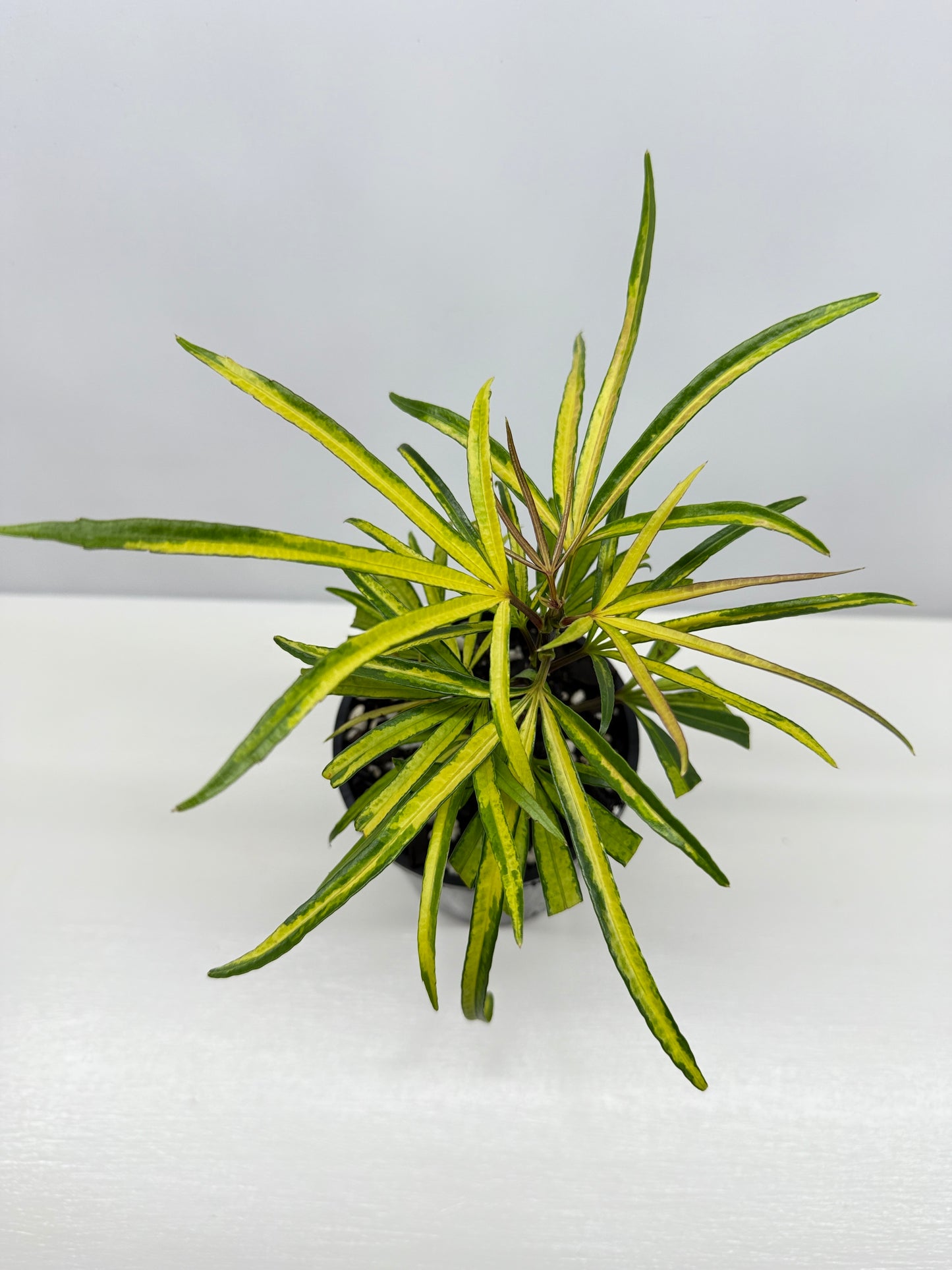 Osmoxylon lineare Gold aka Golden Feather Leaf Y24