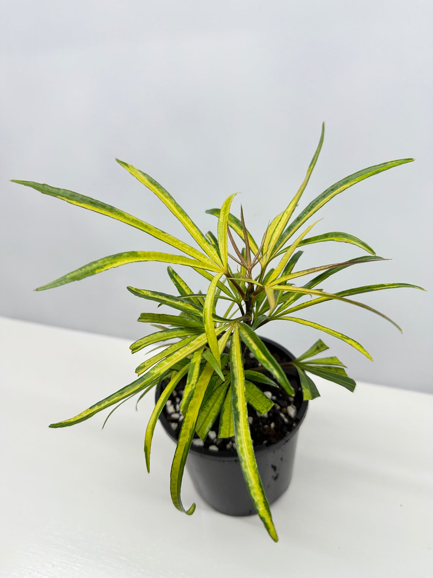 Osmoxylon lineare Gold aka Golden Feather Leaf Y24