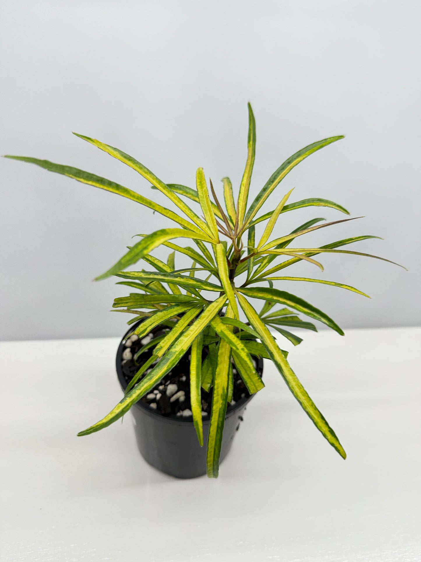 Osmoxylon lineare Gold aka Golden Feather Leaf Y24