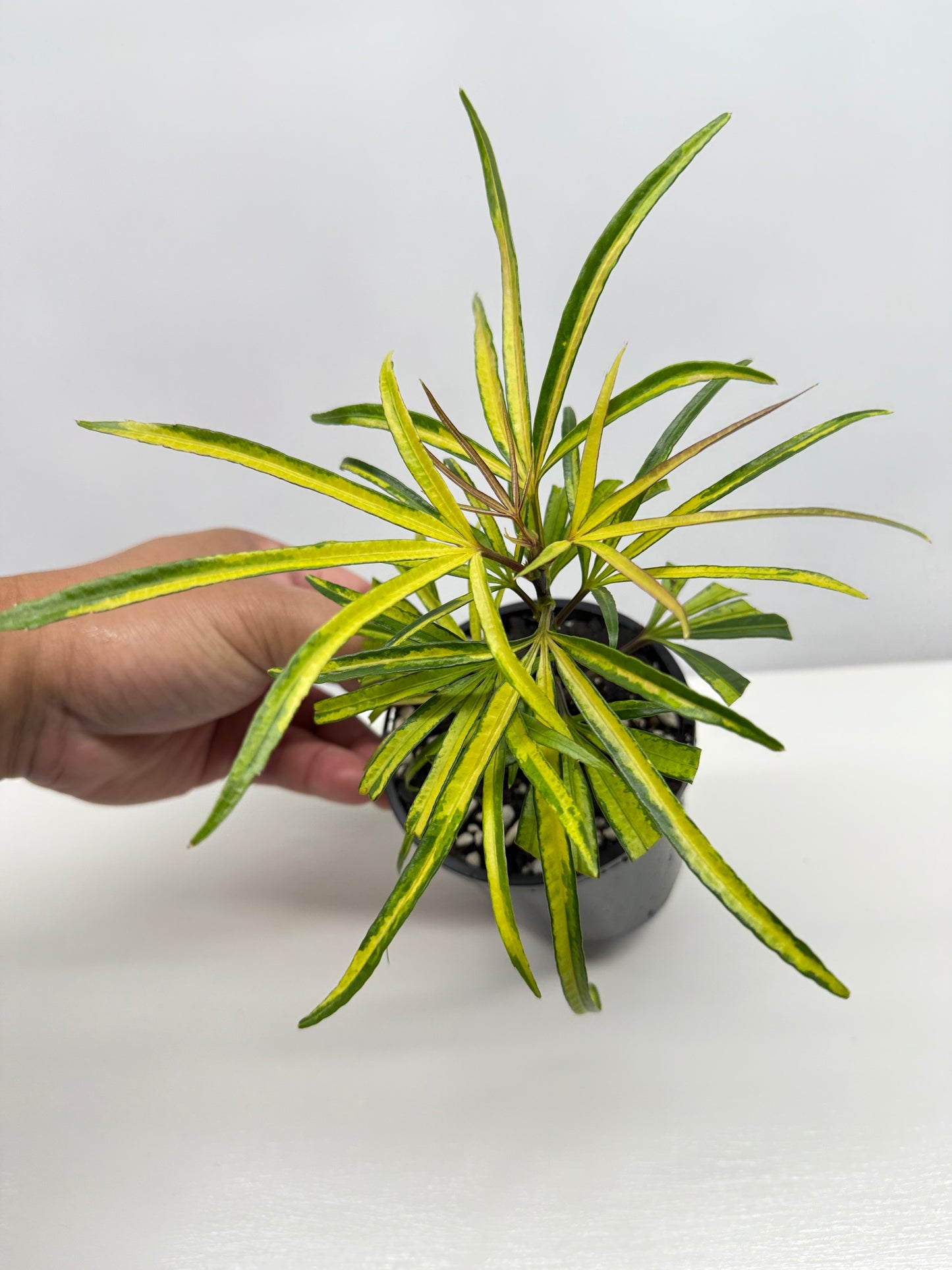 Osmoxylon lineare Gold aka Golden Feather Leaf Y24