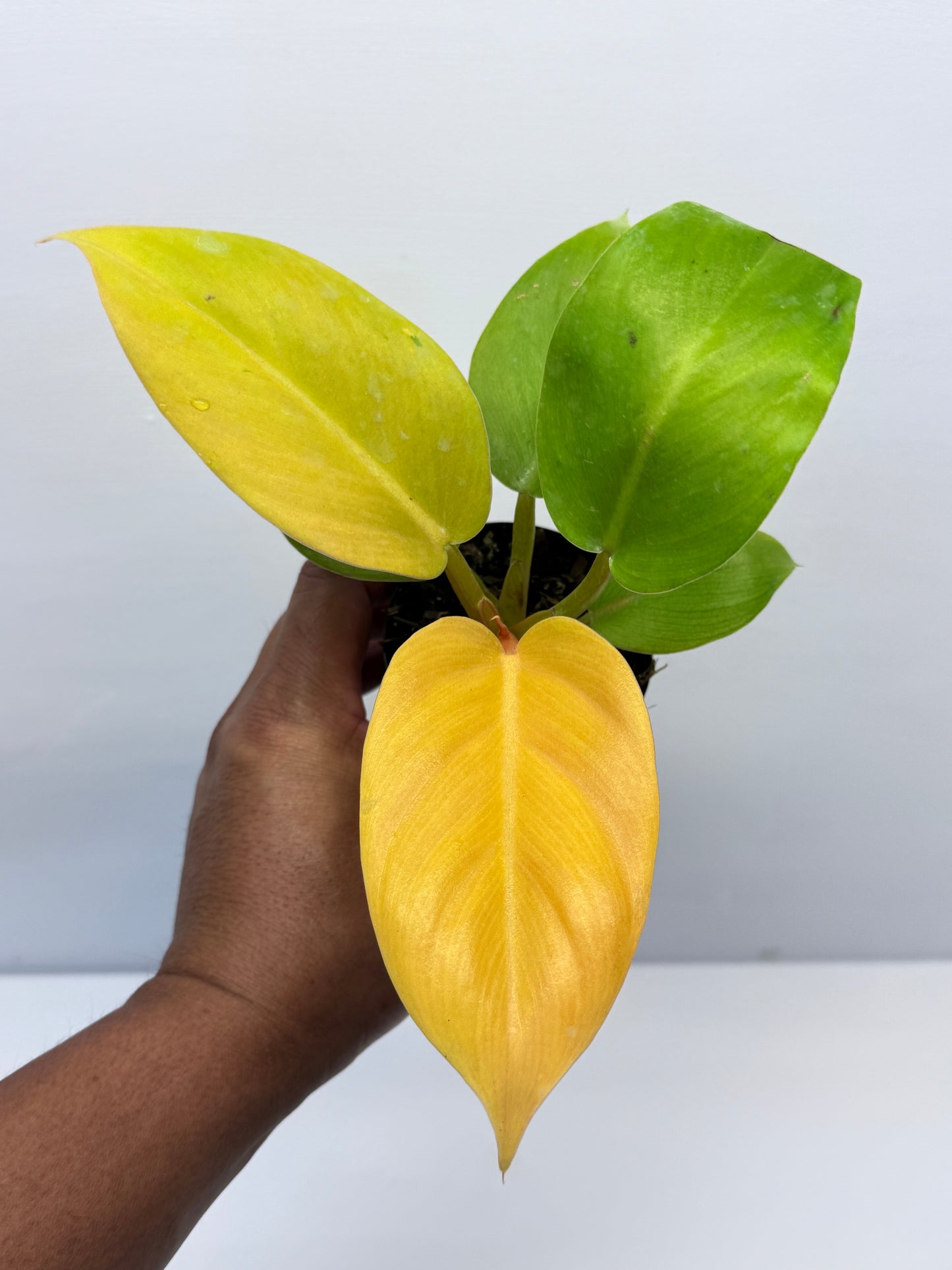 Philodendron Melinonii Gold