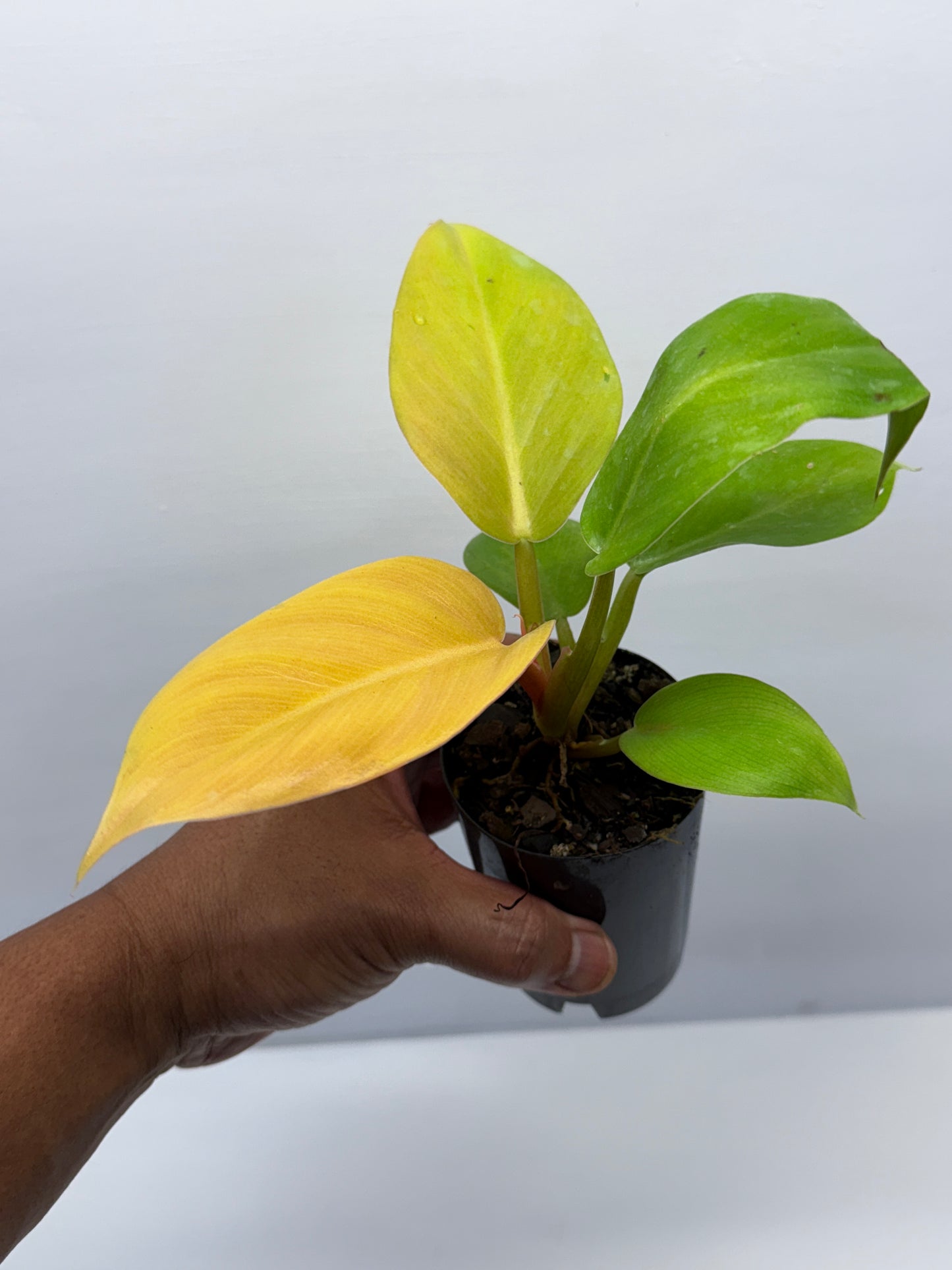 Philodendron Melinonii Gold