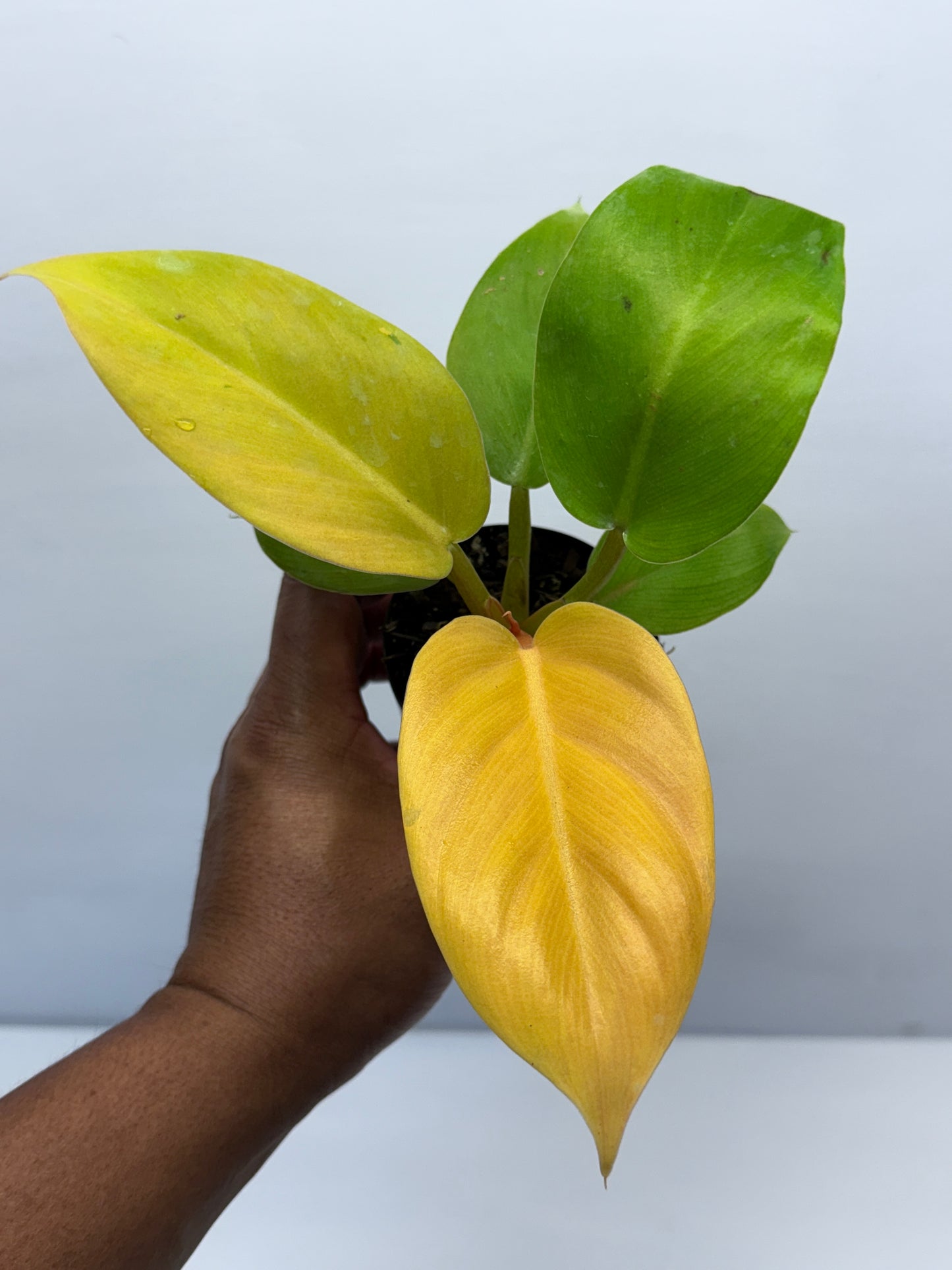 Philodendron Melinonii Gold
