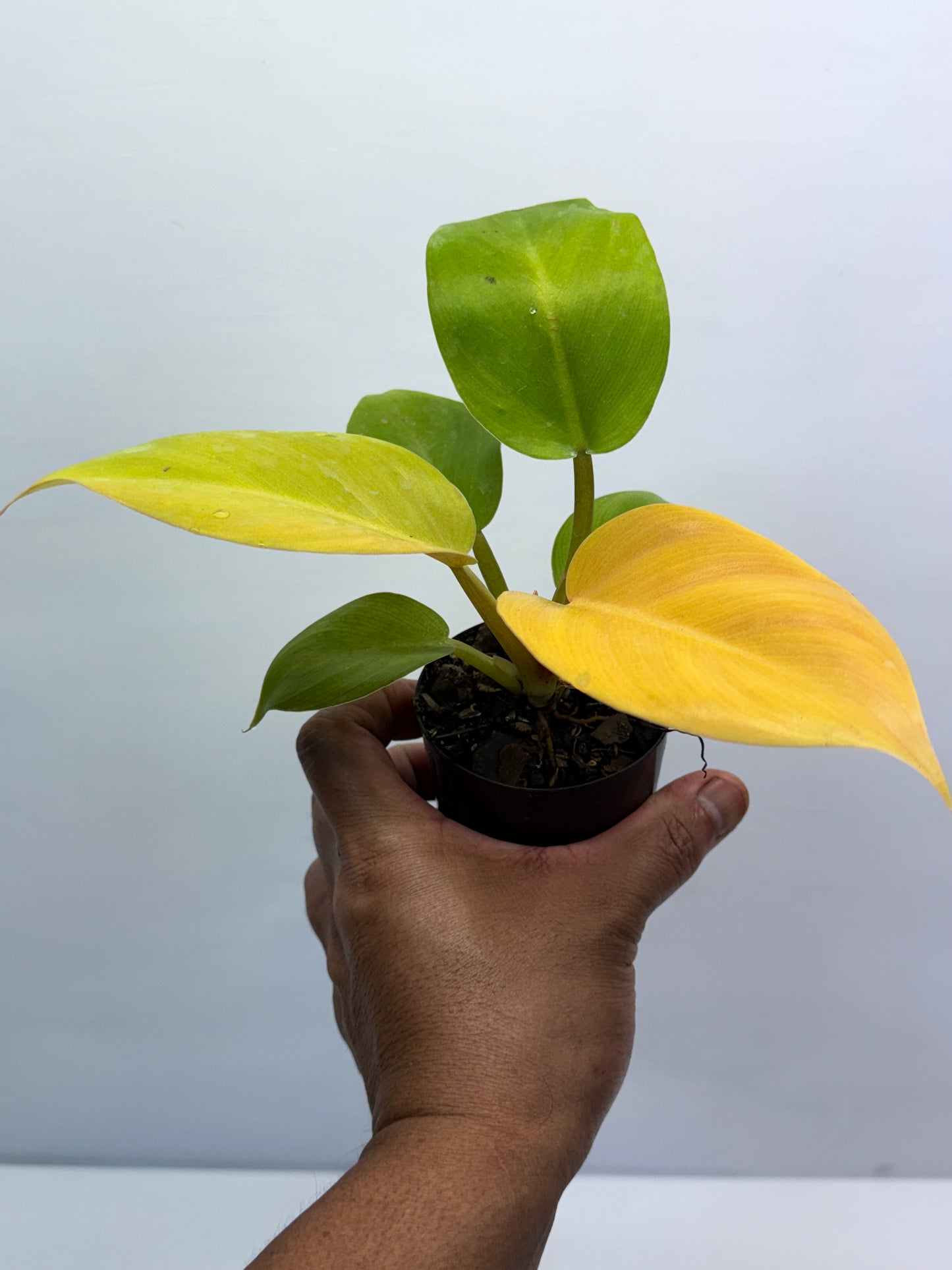 Philodendron Melinonii Gold