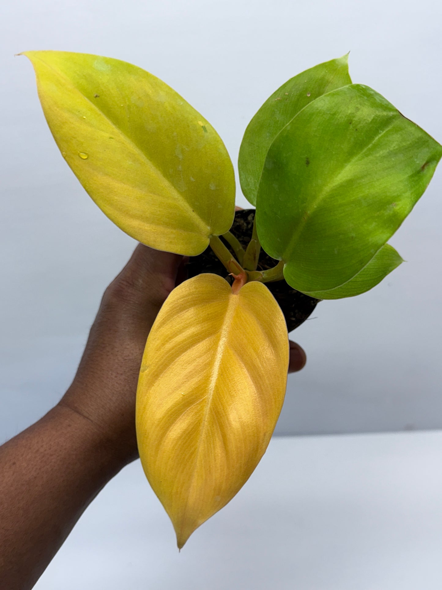 Philodendron Melinonii Gold