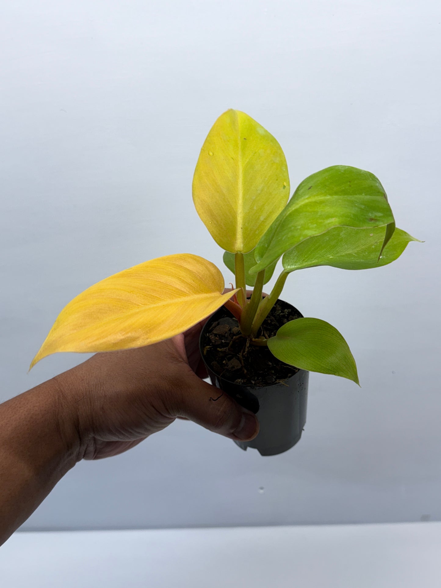 Philodendron Melinonii Gold