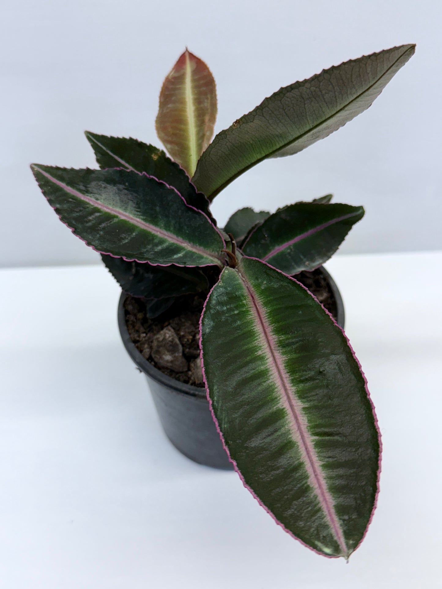 Labisia Pumila Pink Sumatra K59