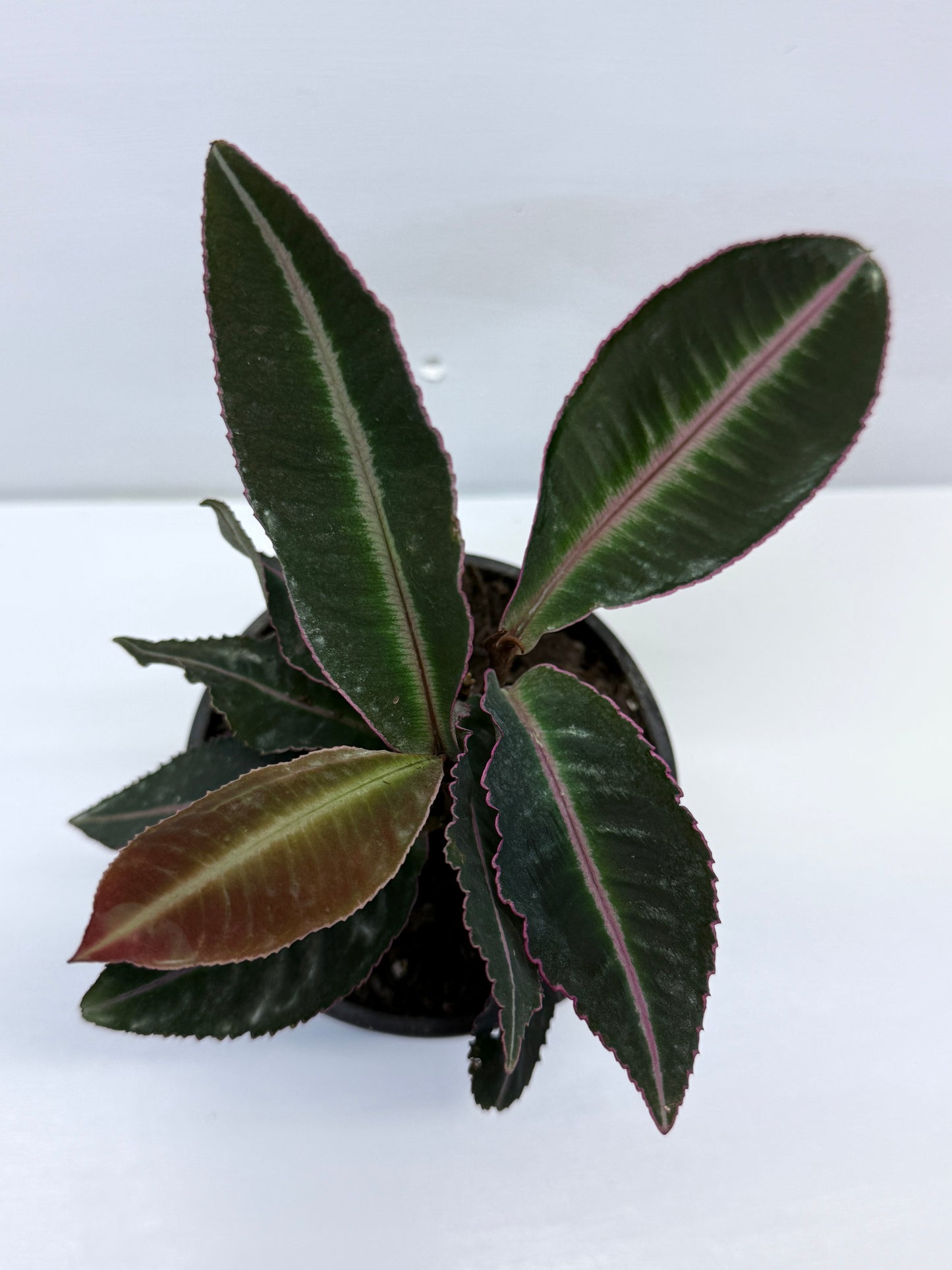 Labisia Pumila Pink Sumatra K59