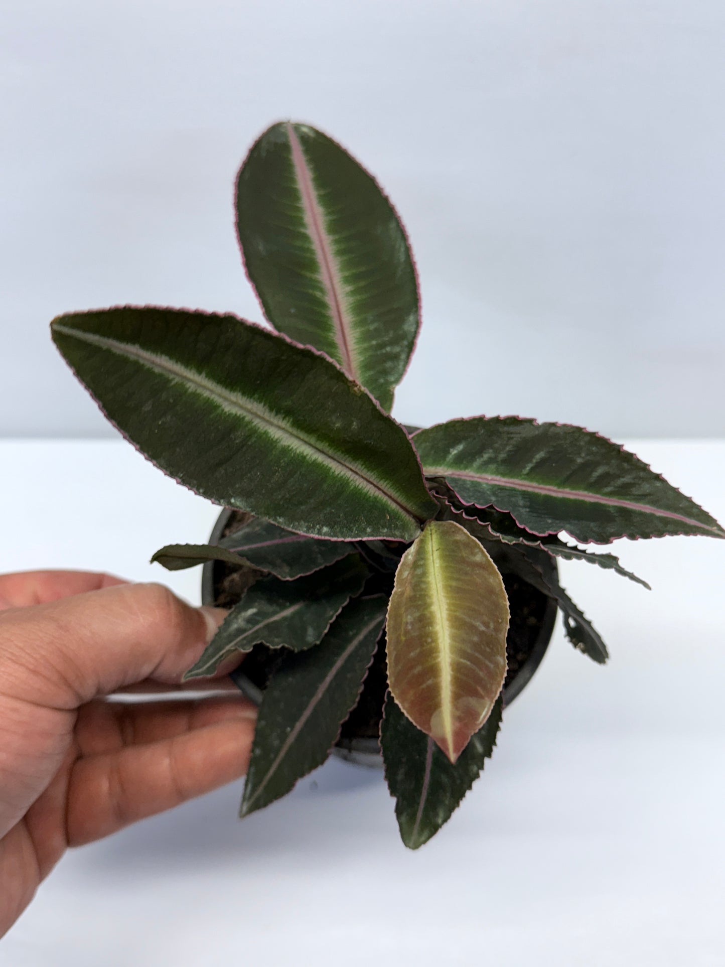 Labisia Pumila Pink Sumatra K59