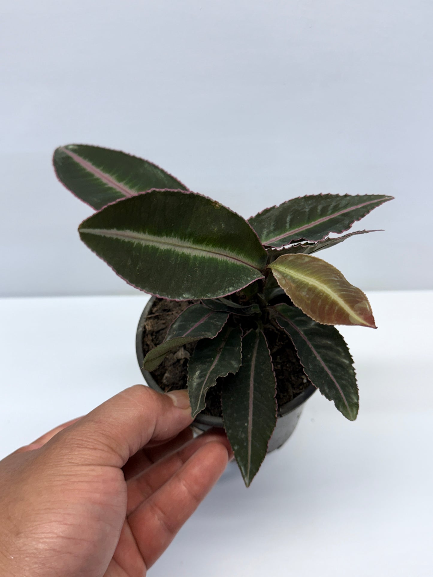 Labisia Pumila Pink Sumatra K59