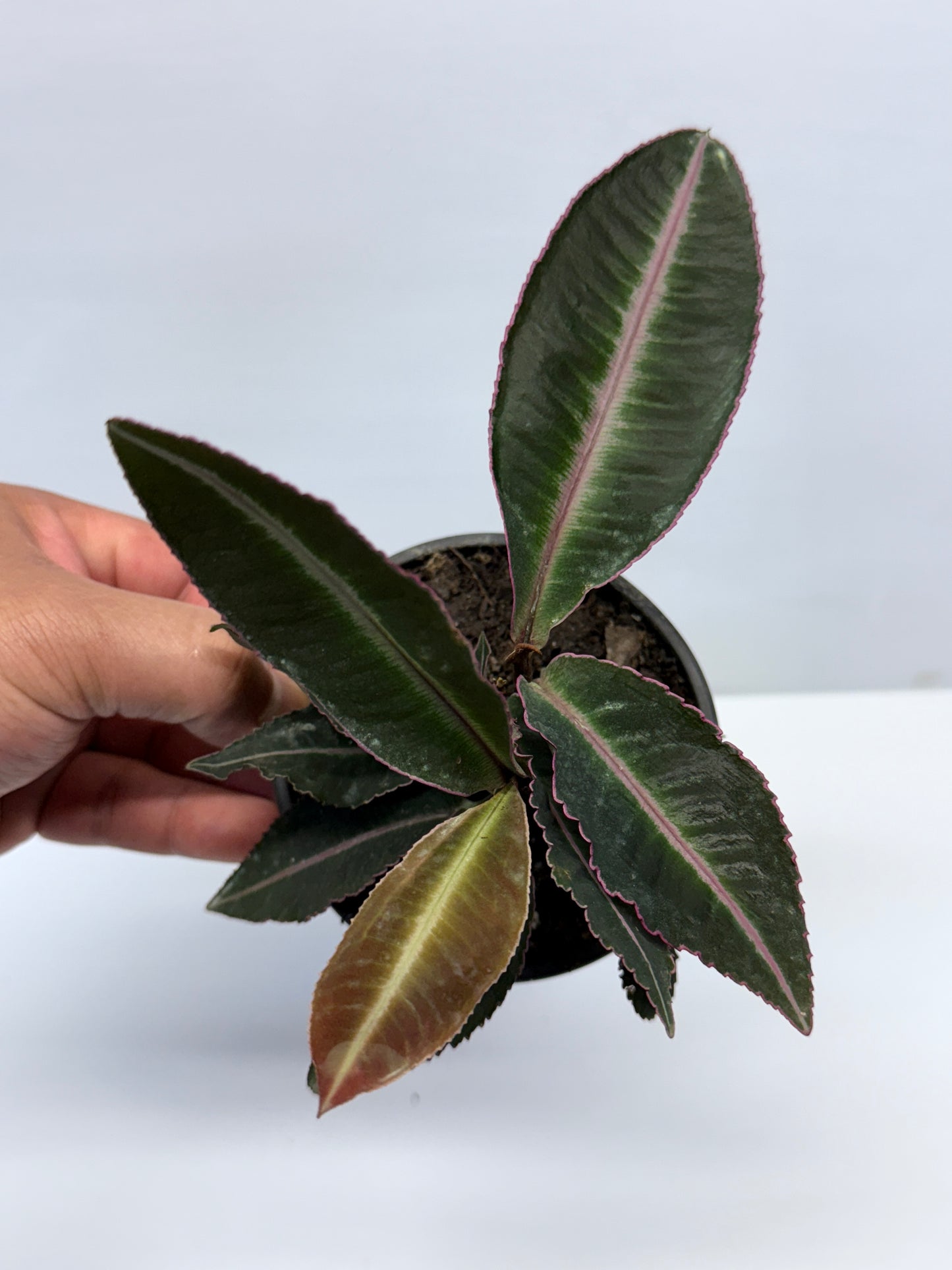 Labisia Pumila Pink Sumatra K59