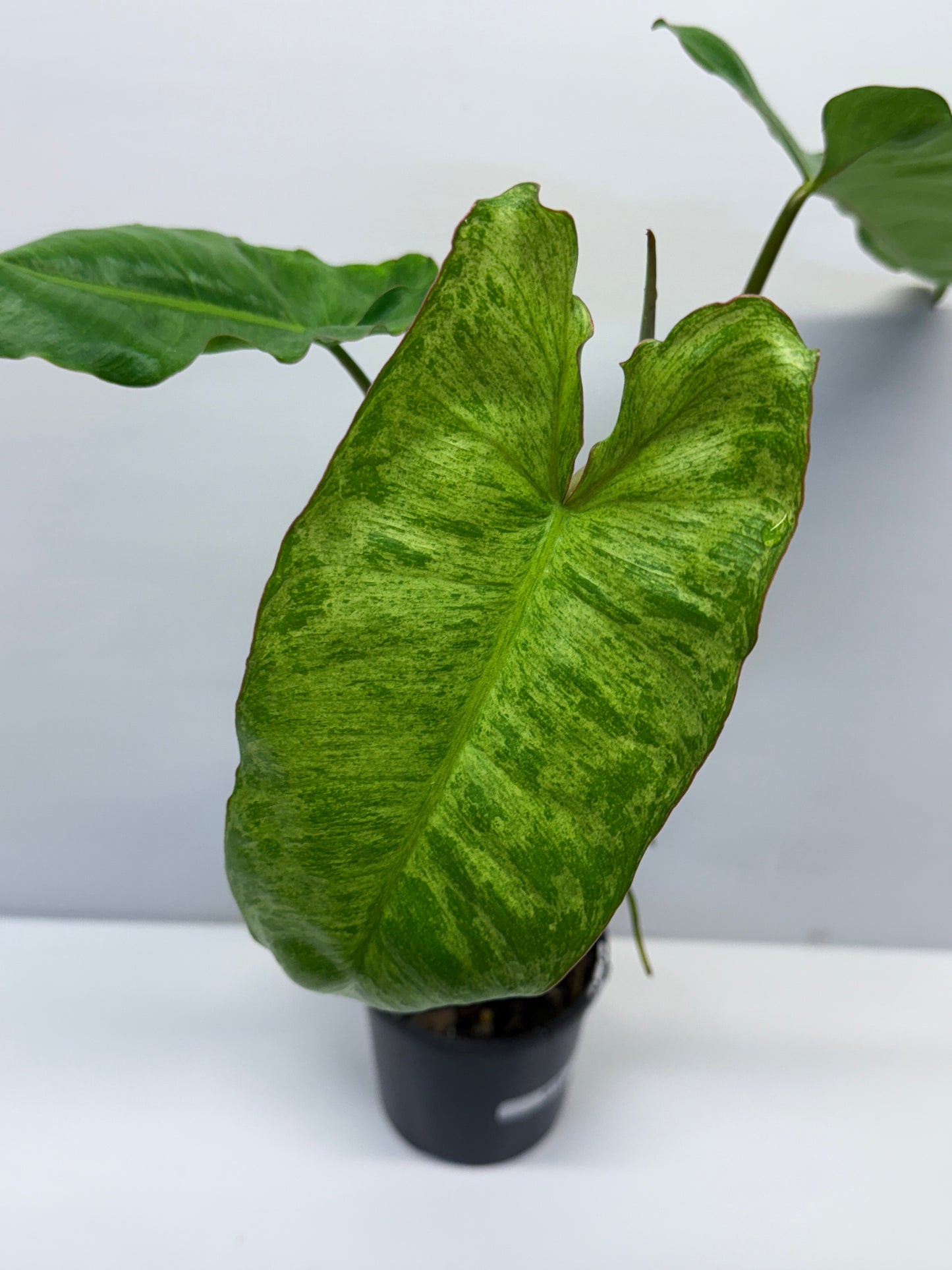 Philodendron Pariso Verde Q18