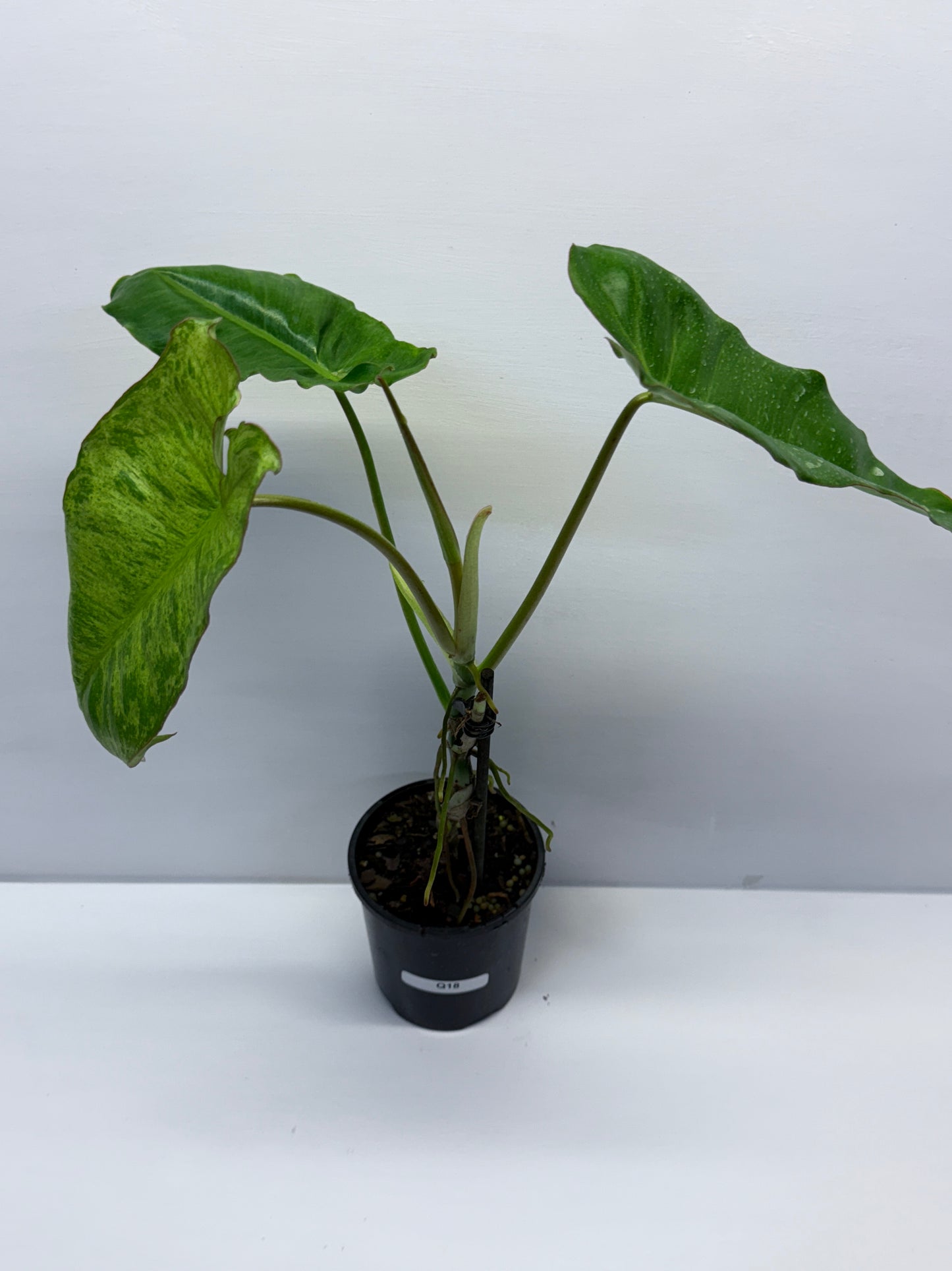 Philodendron Pariso Verde Q18