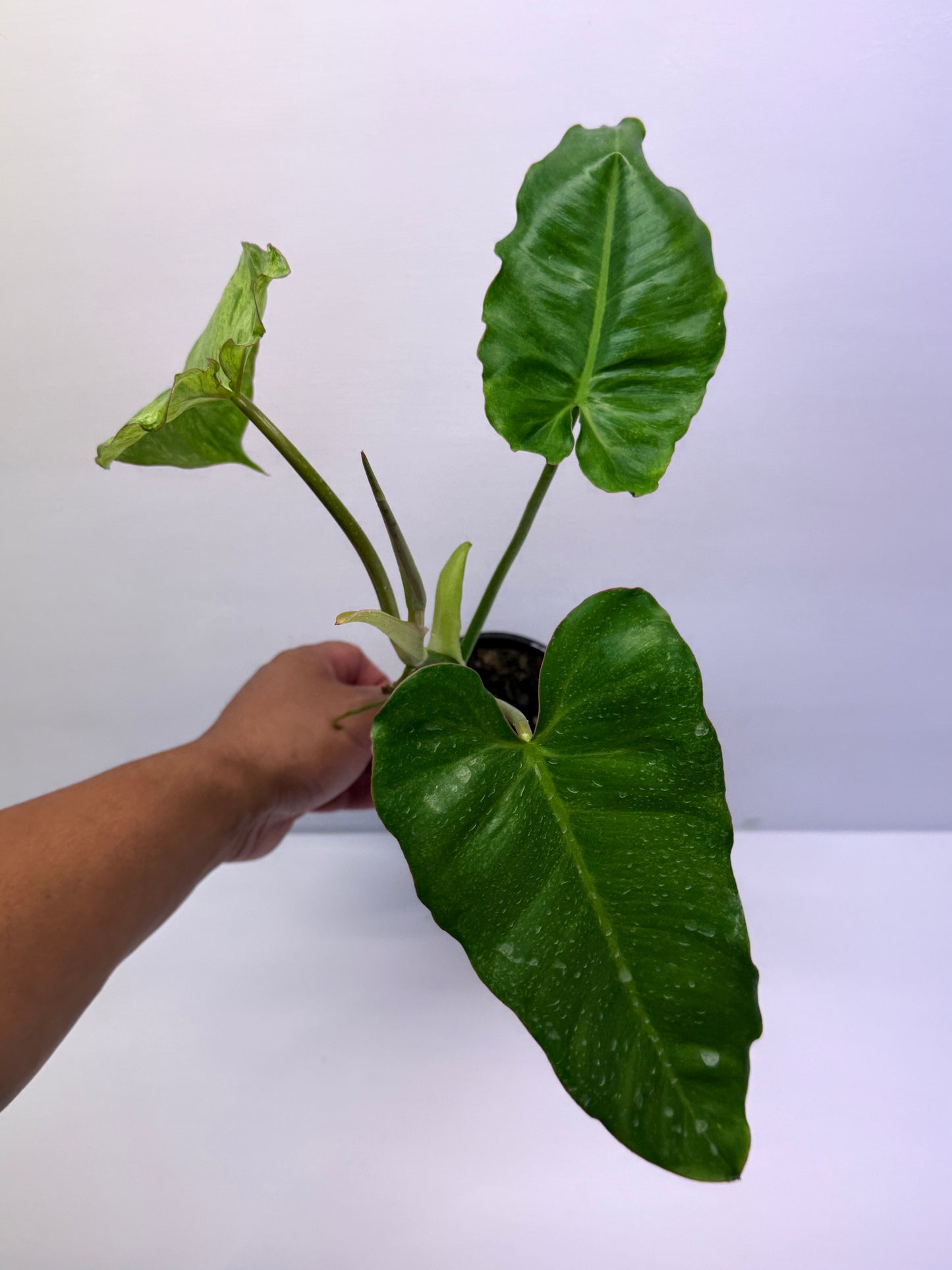 Philodendron Pariso Verde Q18