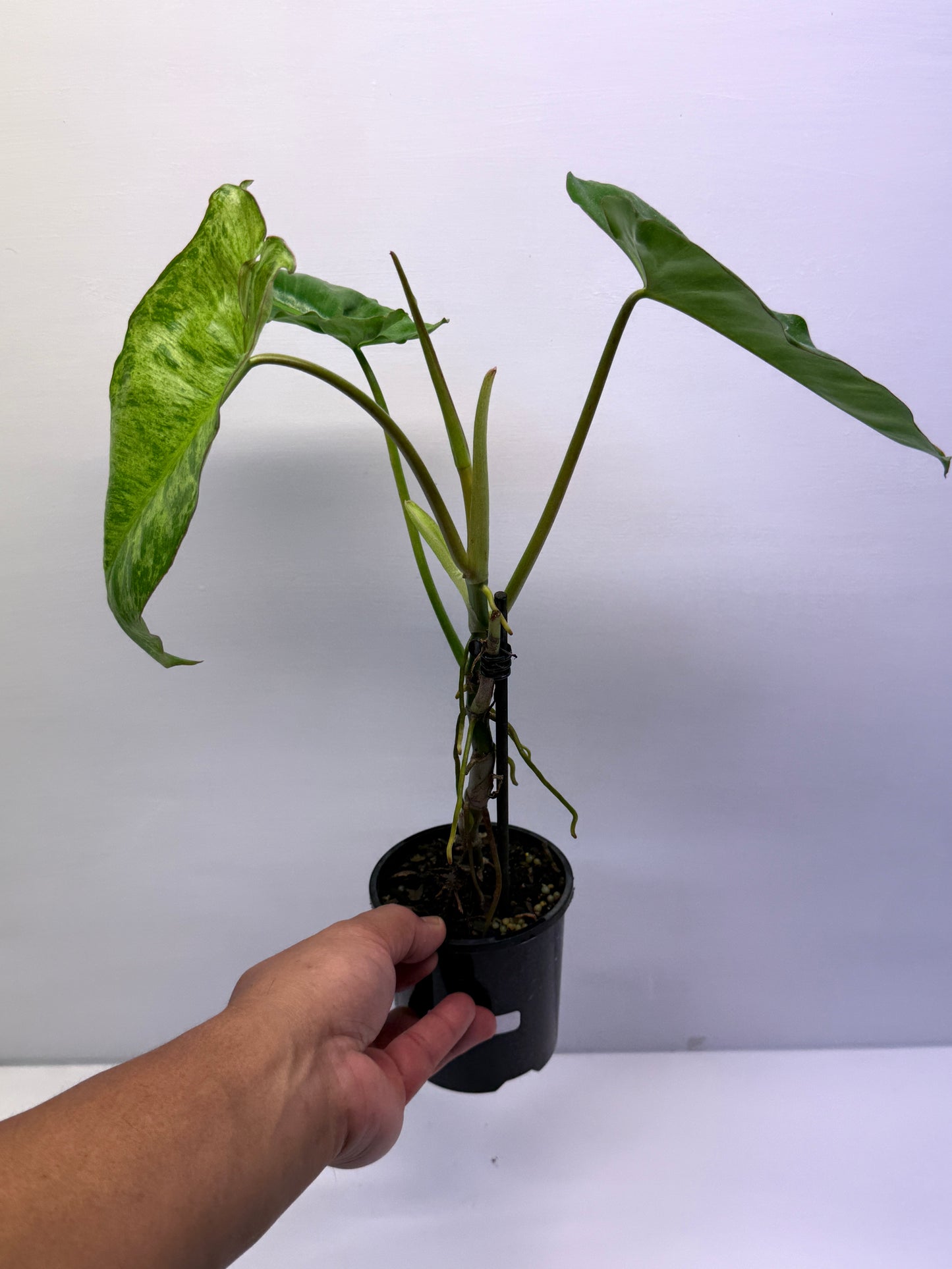 Philodendron Pariso Verde Q18