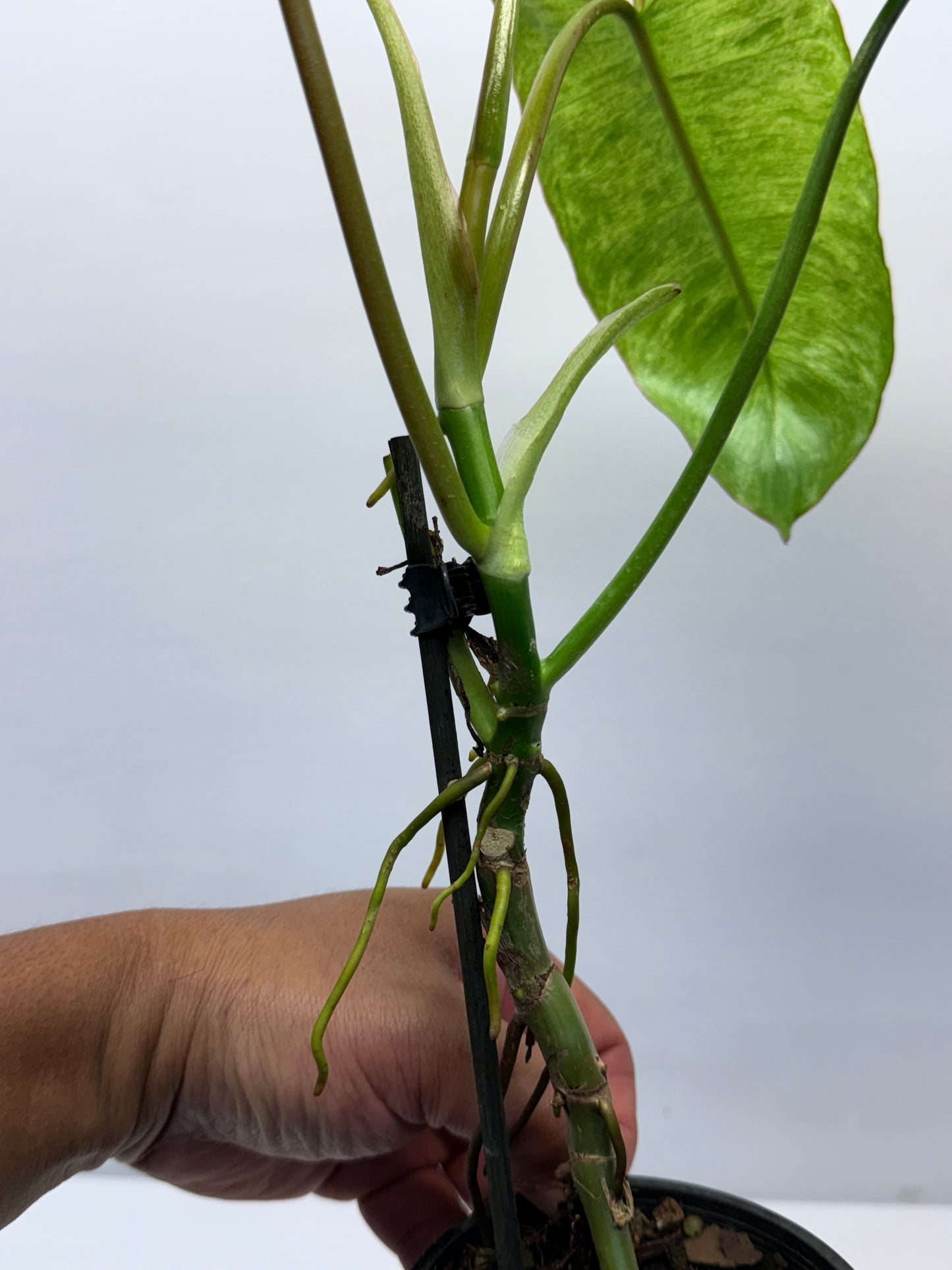 Philodendron Pariso Verde Q18