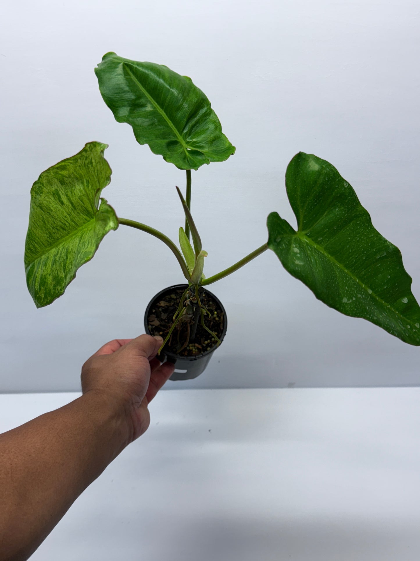 Philodendron Pariso Verde Q18