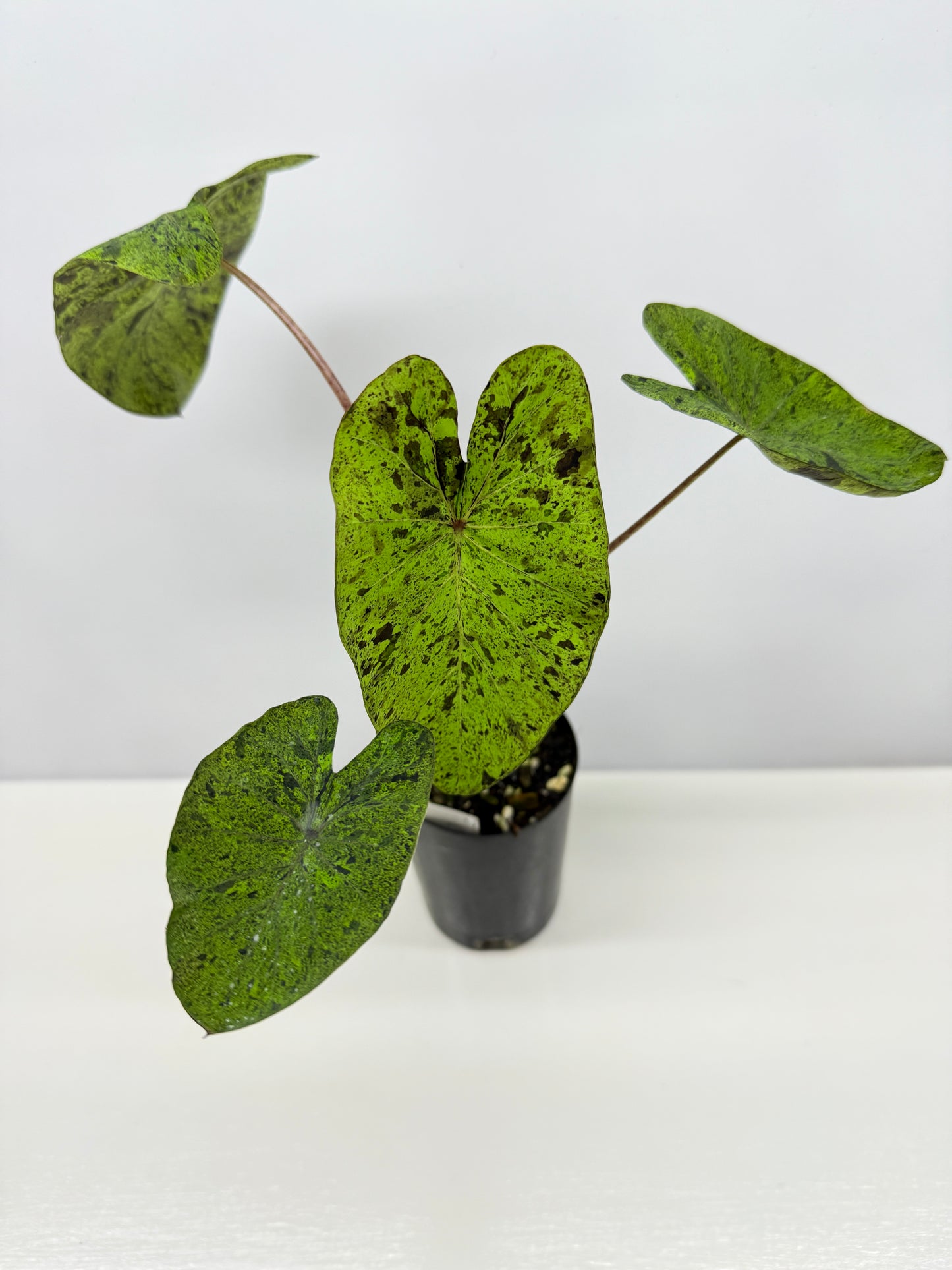 Colocasia Golden Mojito - New Release Y35